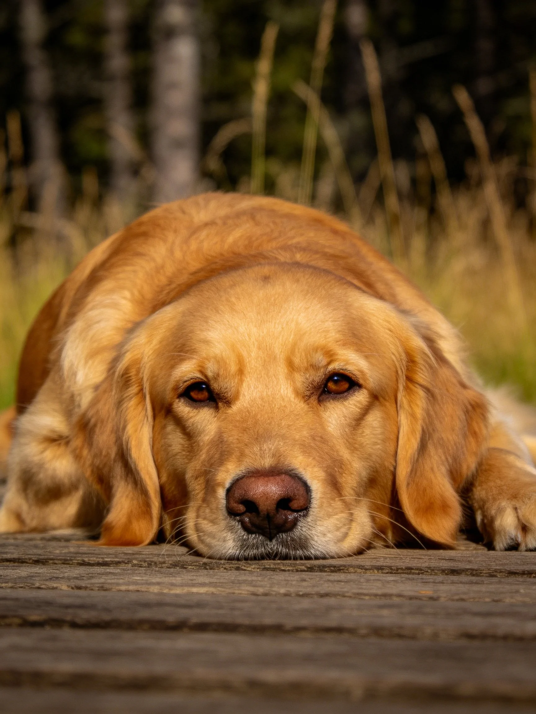 A golden retriever lies calmly on a wooden surface in a natural outdoor setting.