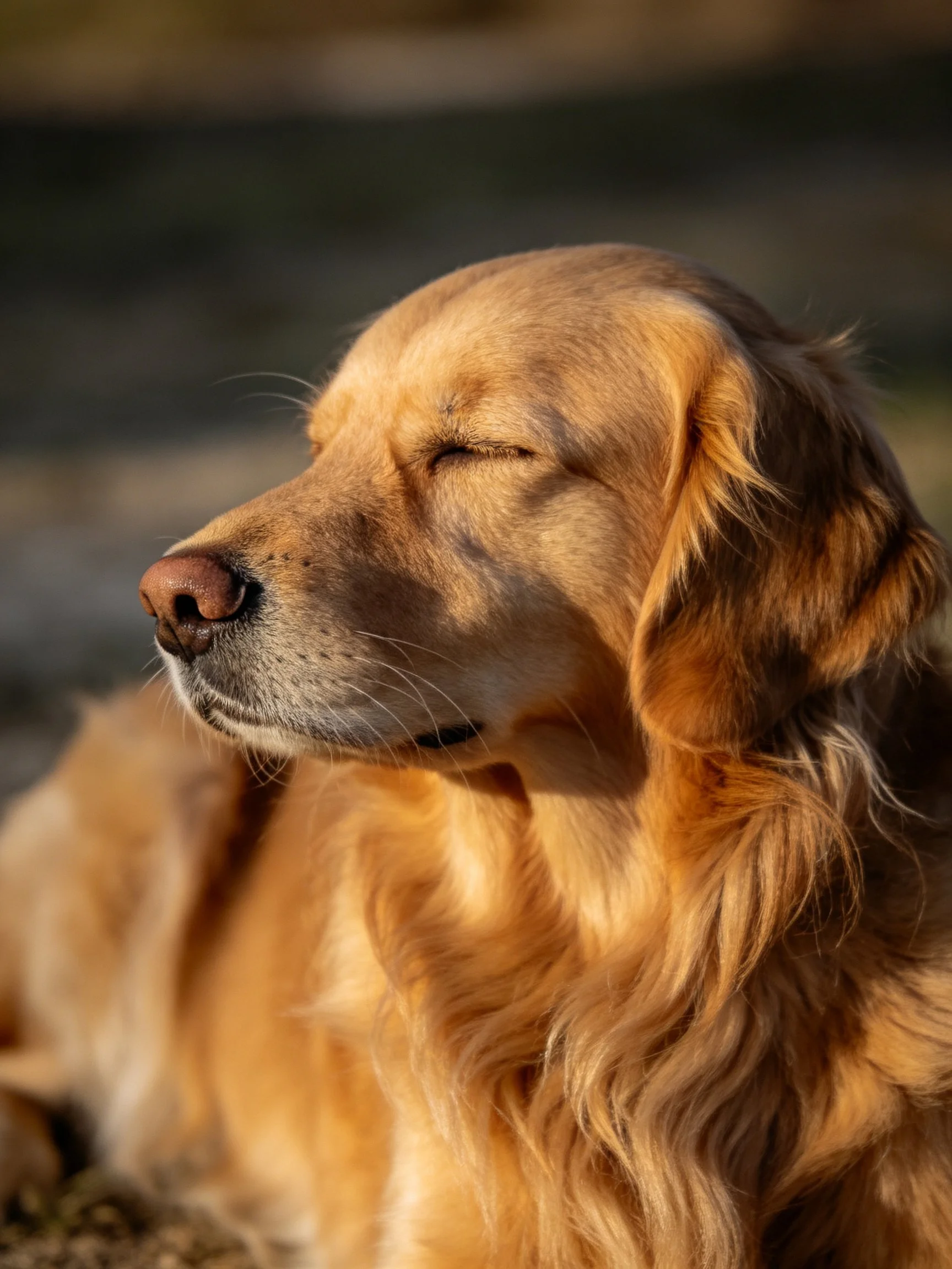 A golden retriever relaxes with closed eyes in a softly lit outdoor setting.