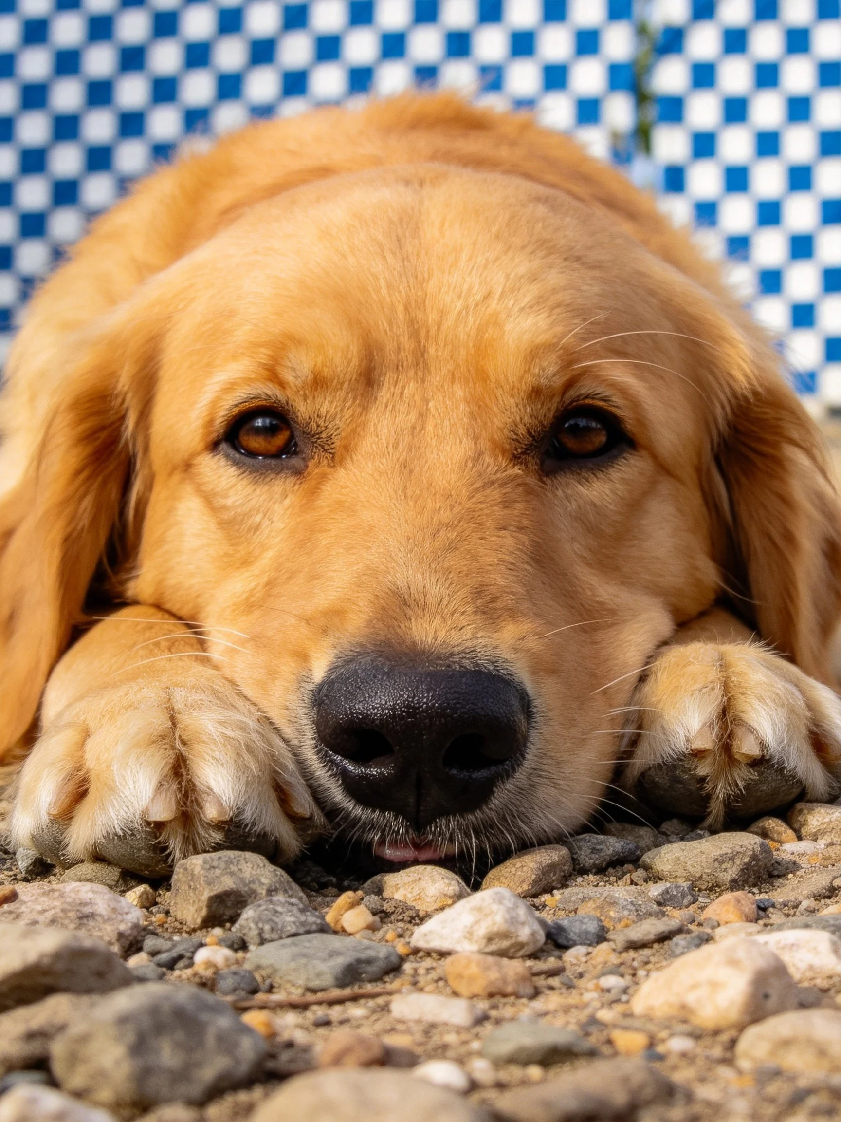 Golden retriever rests on pebbles with checkered backdrop