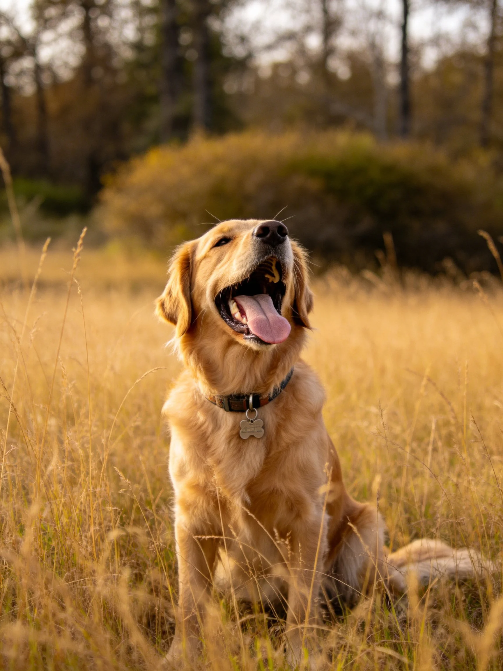 Golden retriever sitting in golden grassy field near trees