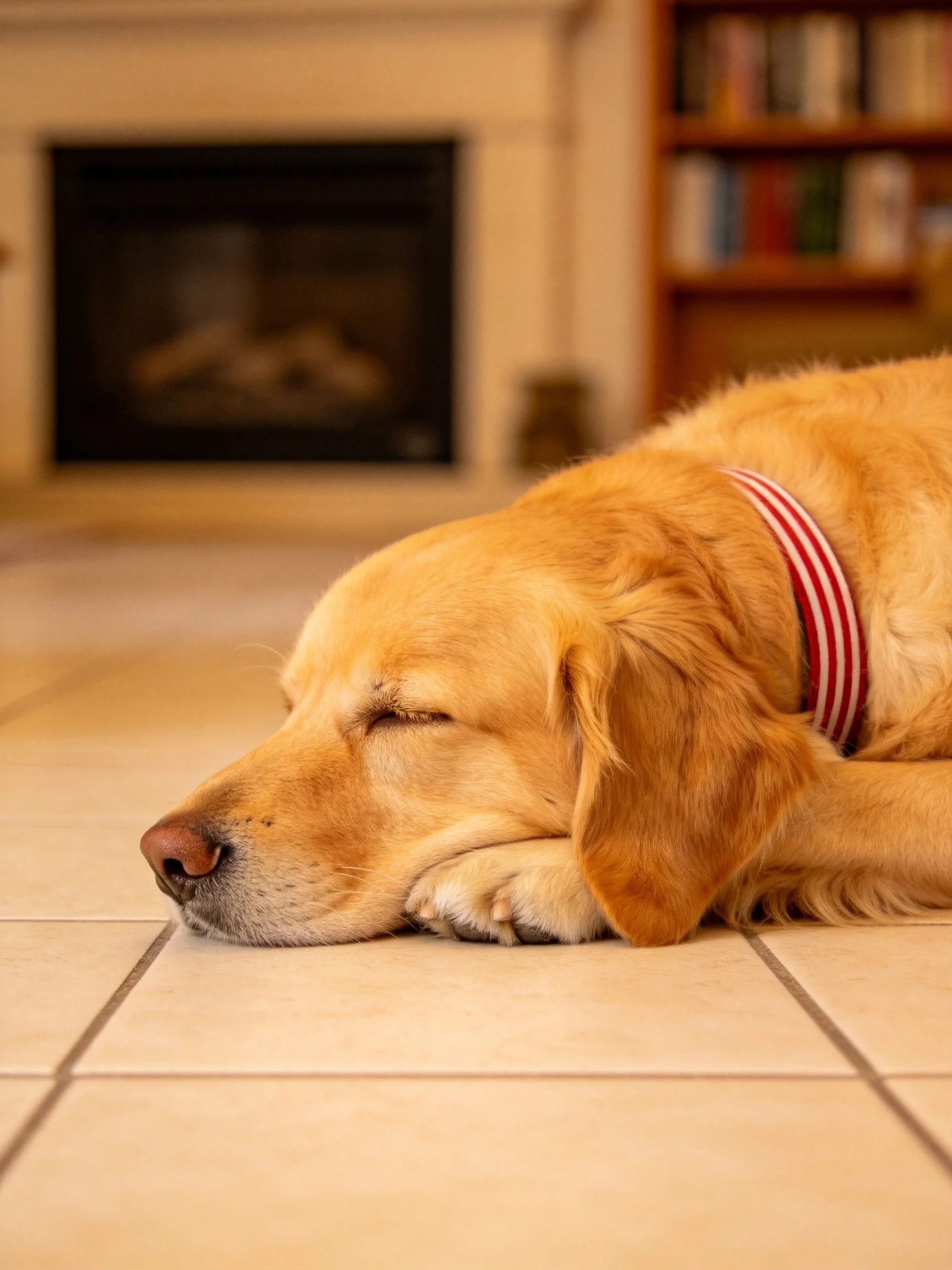 Golden retriever sleeping on tiled floor near fireplace