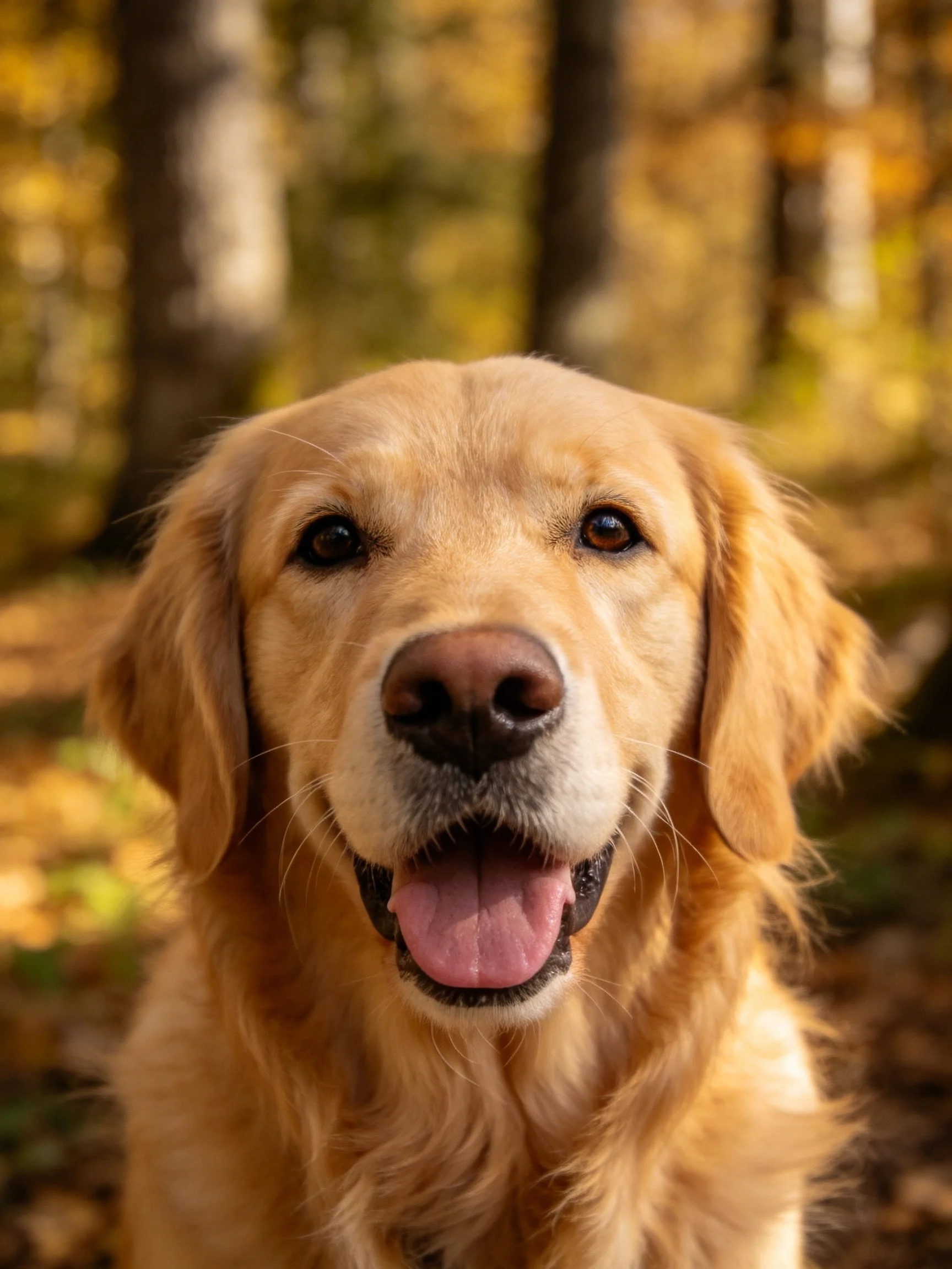Golden retriever smiling in a sunlit autumn forest