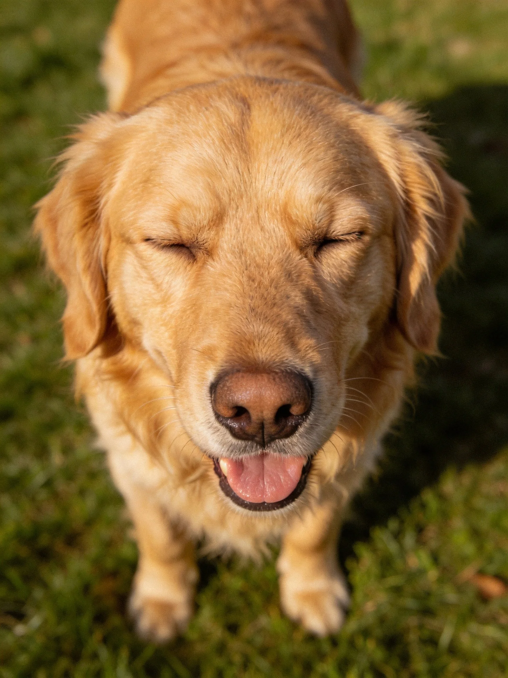 Golden retriever smiling with closed eyes on green grass