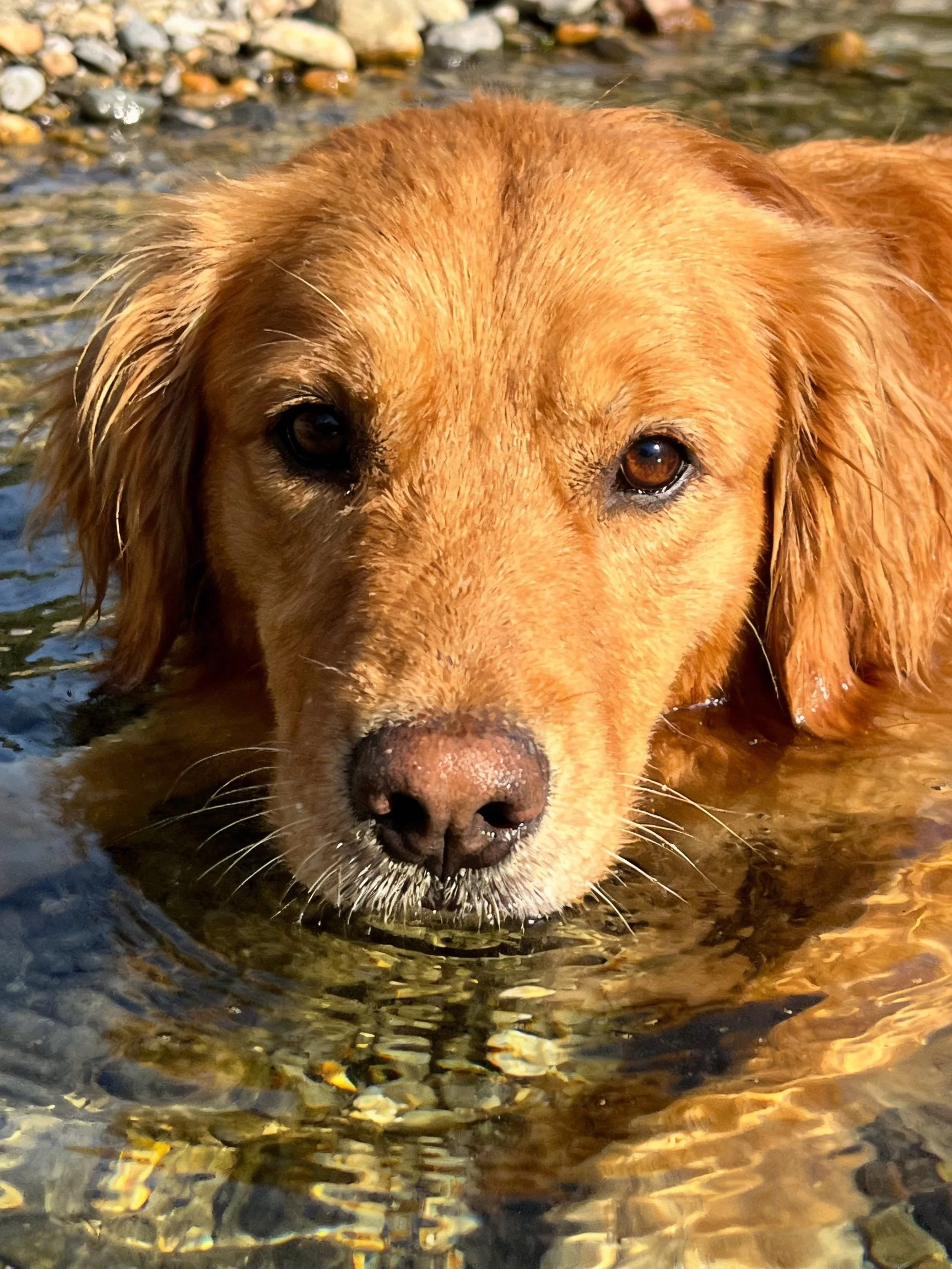Golden retriever swimming in clear rocky stream water