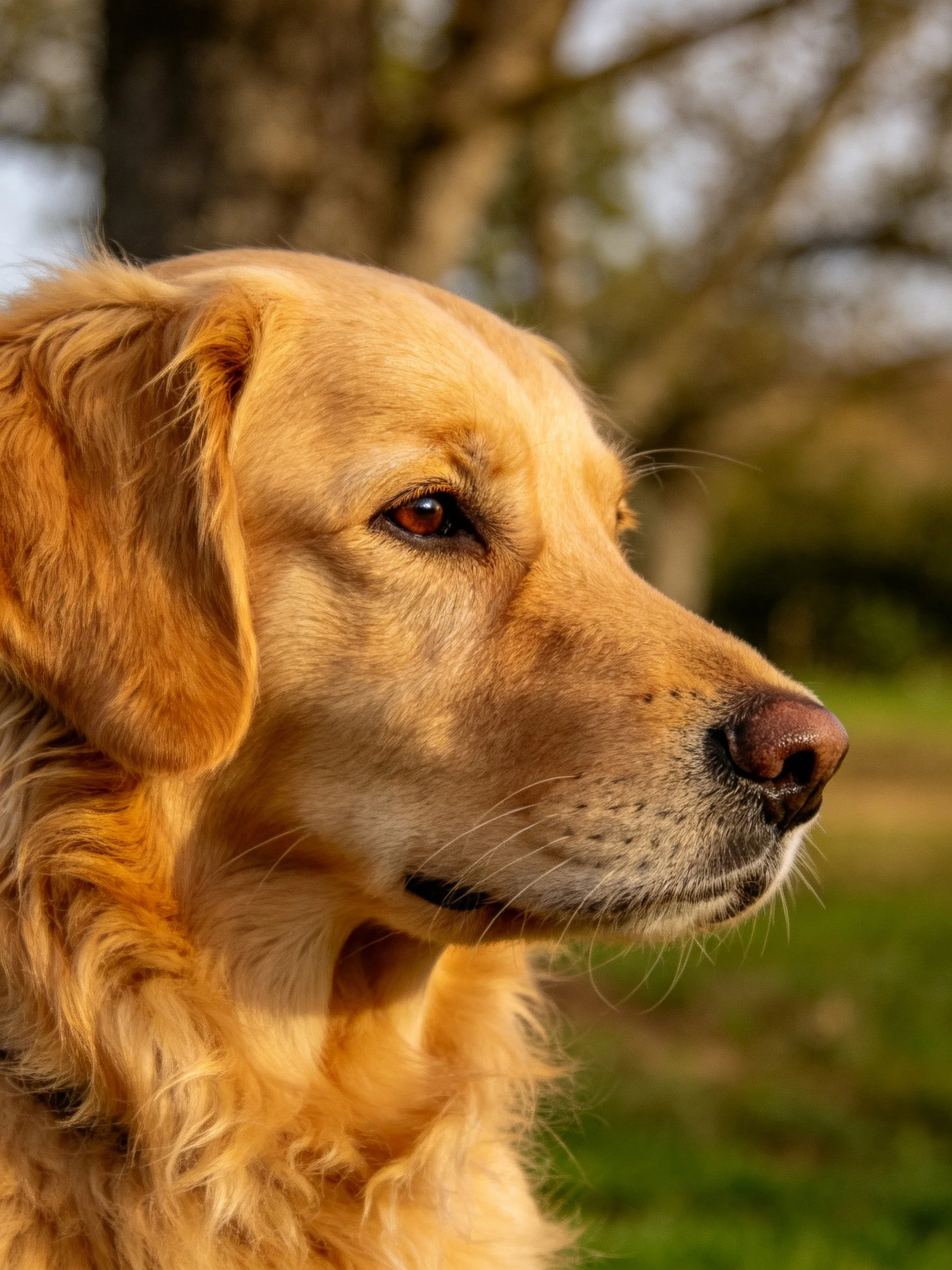 Golden retriever with long, wavy fur in a sunlit outdoor setting