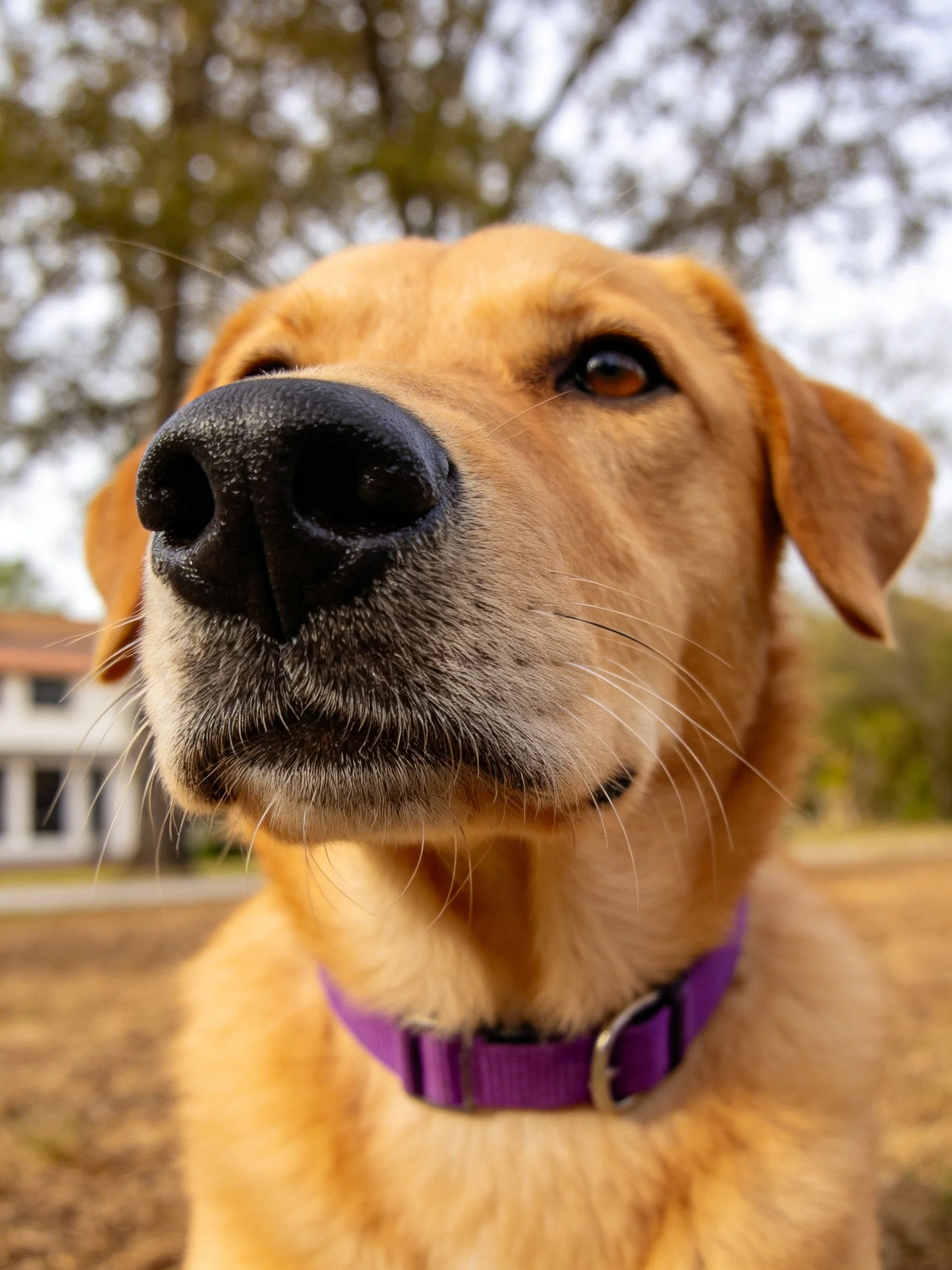 Golden retriever with purple collar stands outdoors near trees and house.