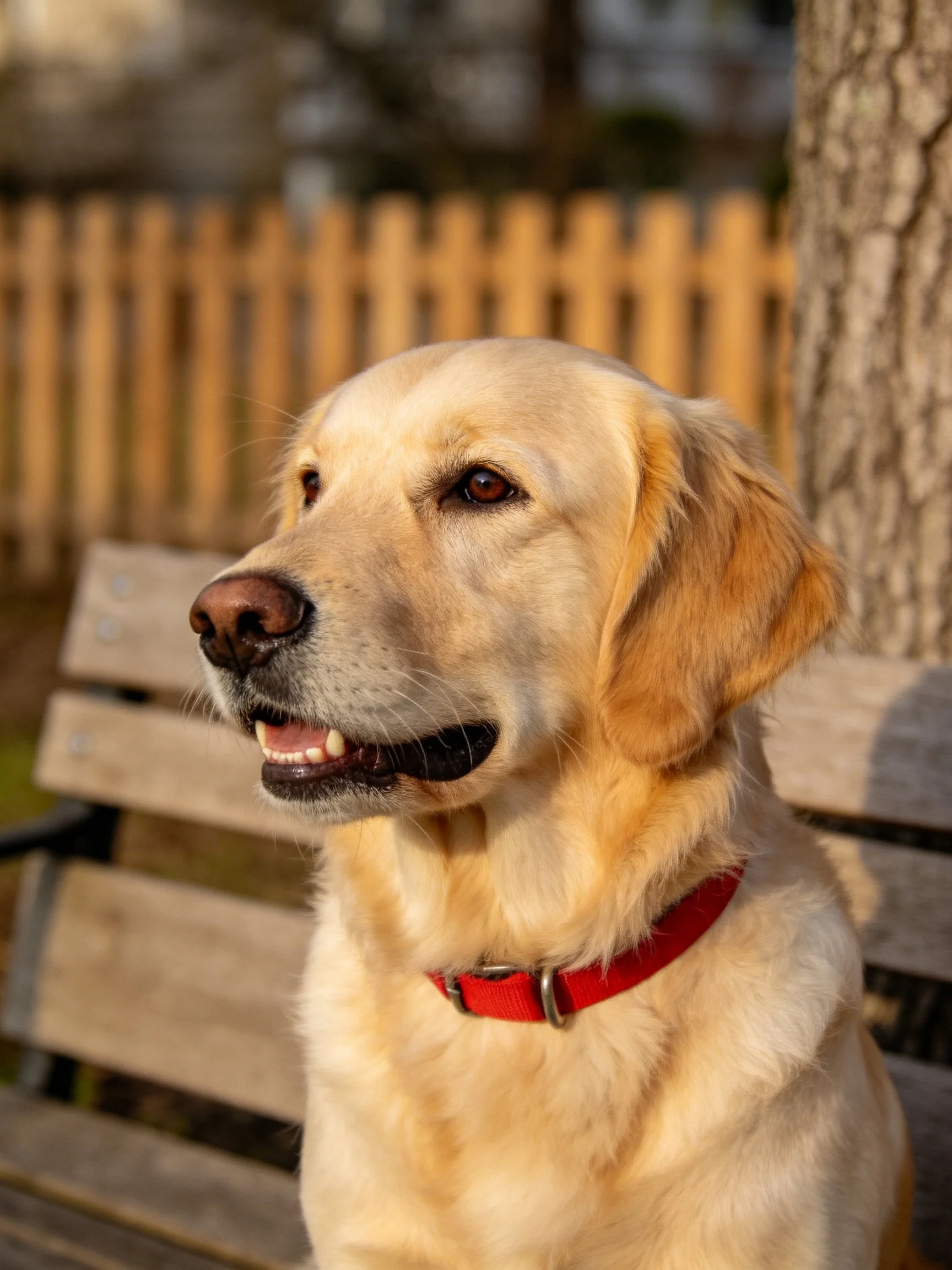 Golden retriever with red collar sits on wooden bench outdoors.