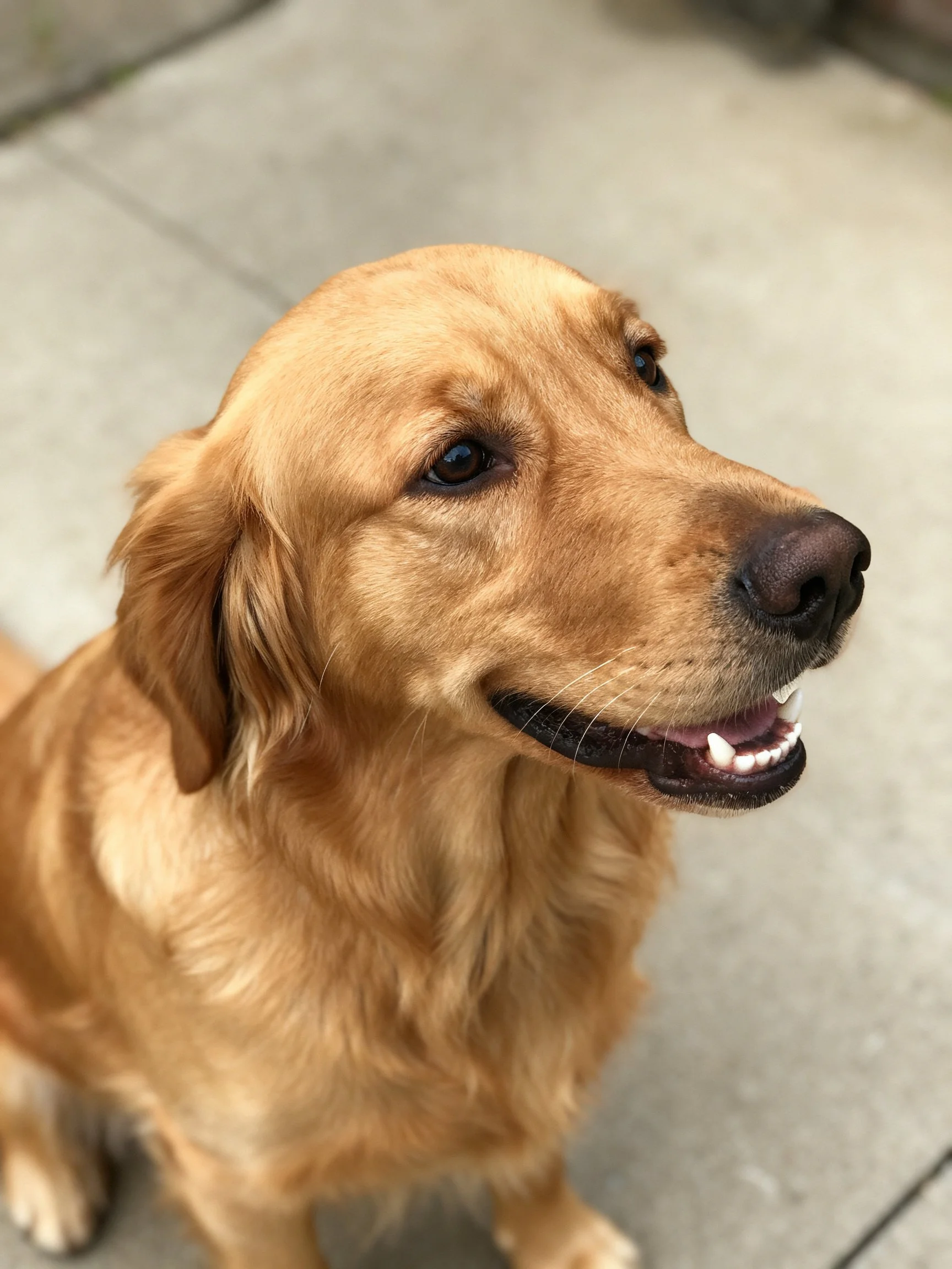 Golden retriever looks upward with a calm expression