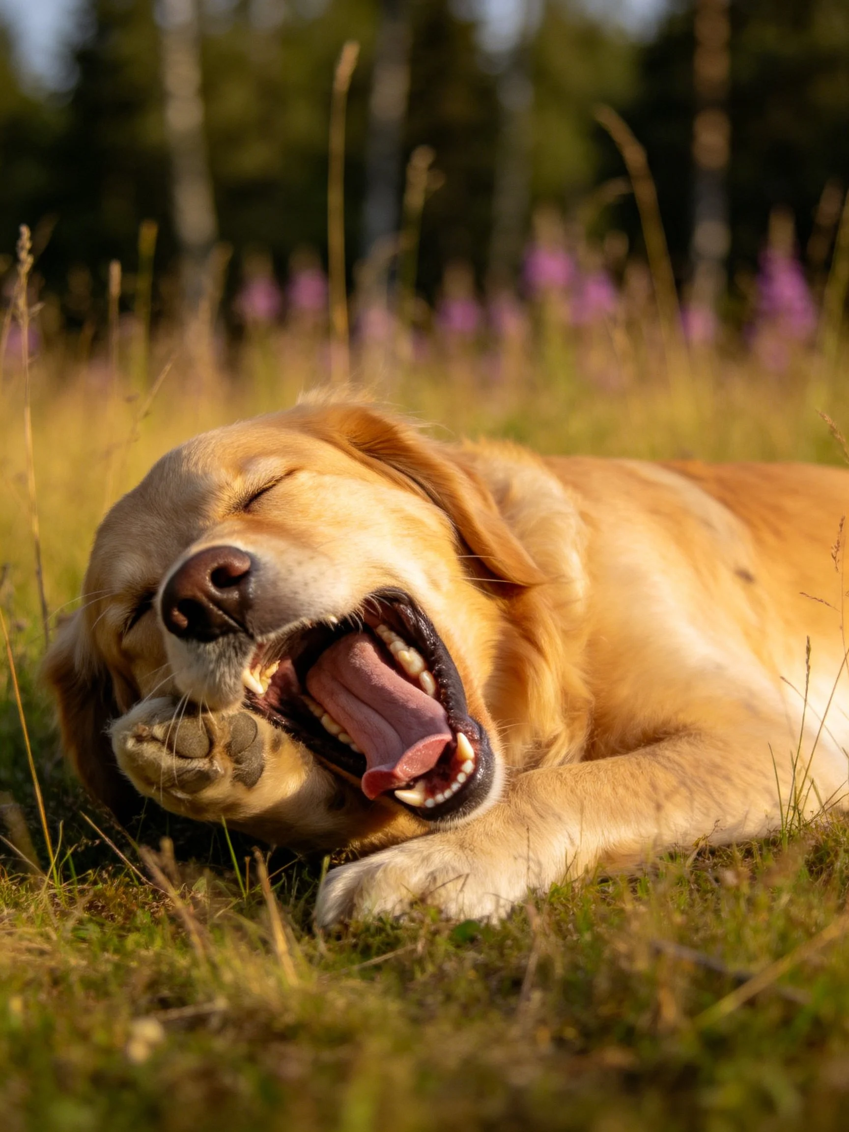 A golden retriever relaxes and yawns on grass in a sunny outdoor meadow.