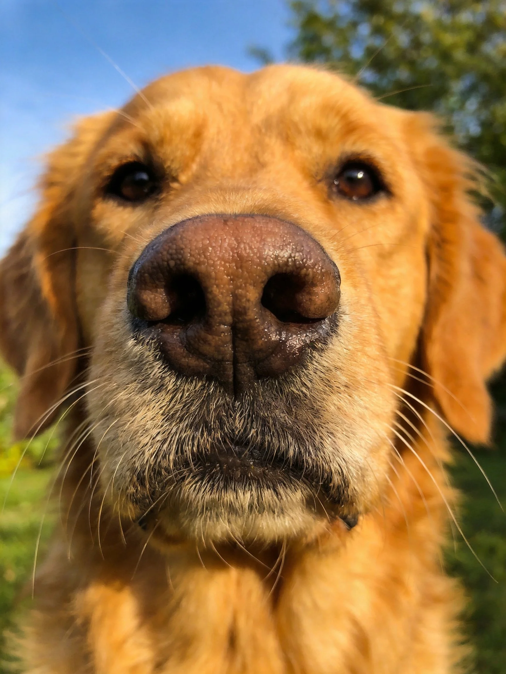 Golden retriever’s close - up facial portrait with brown eyes and textured fur