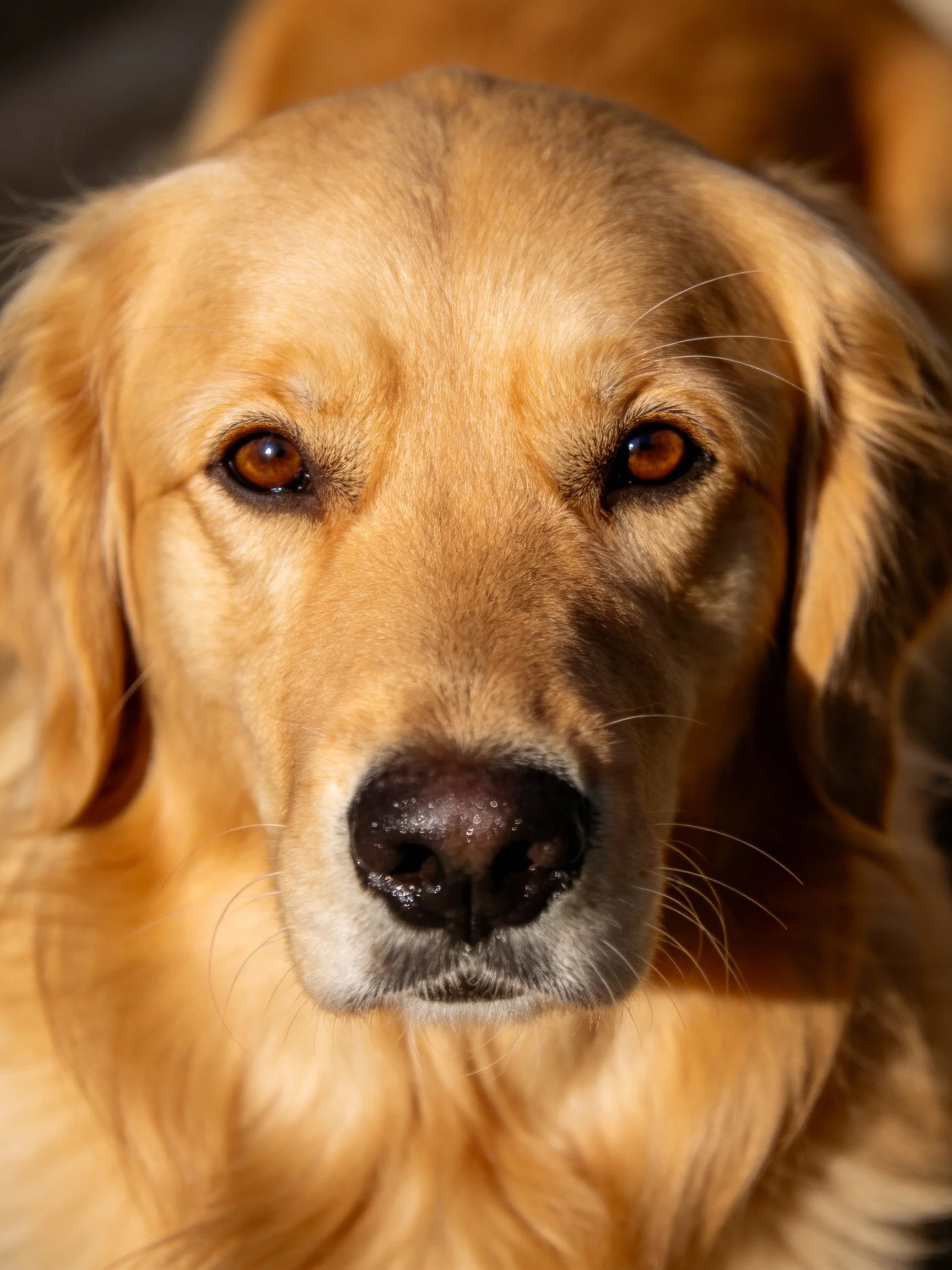 Golden retrievers close - up face with warm brown eyes