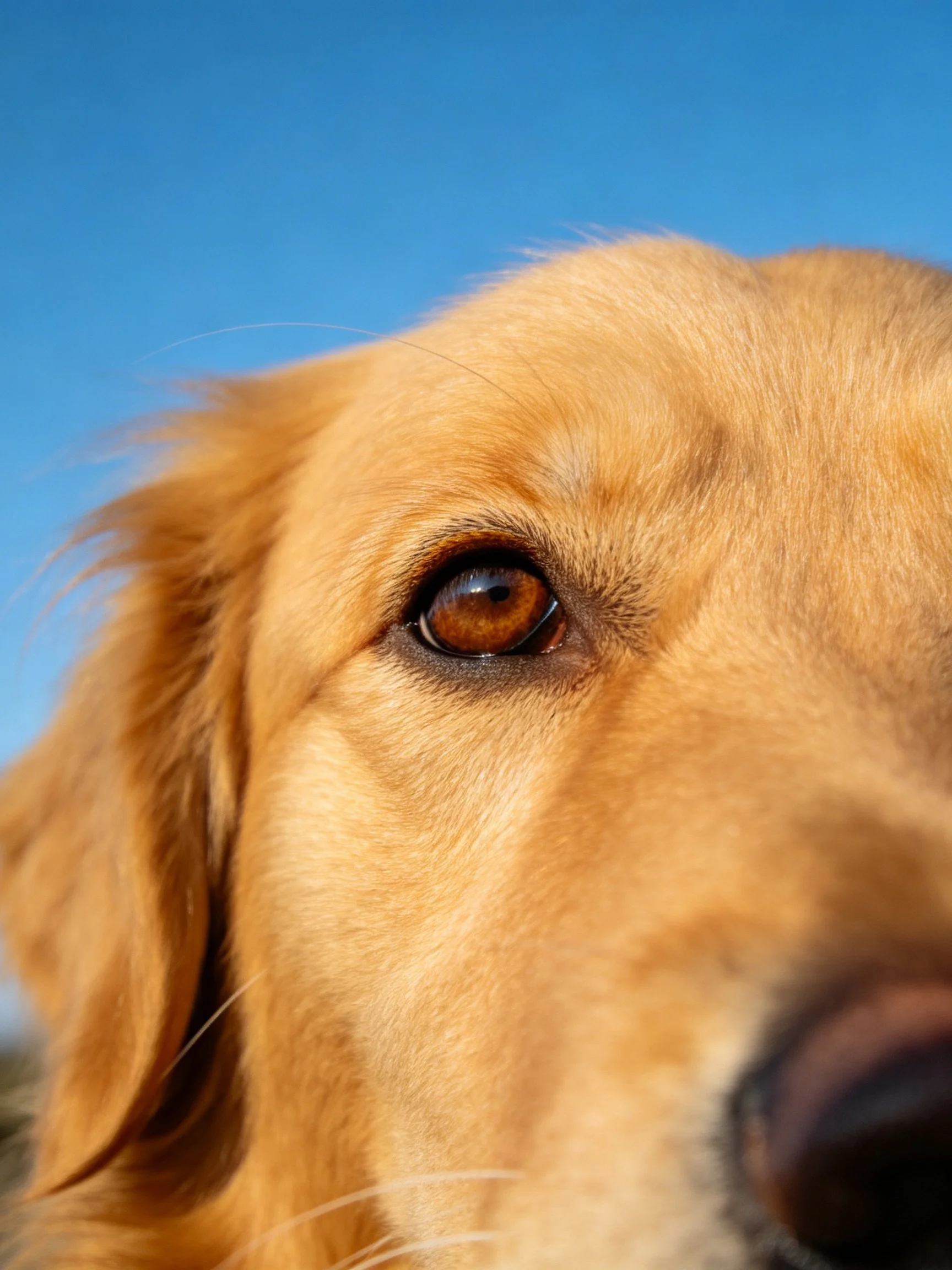 Golden retrievers eye and fur with clear blue sky backdrop