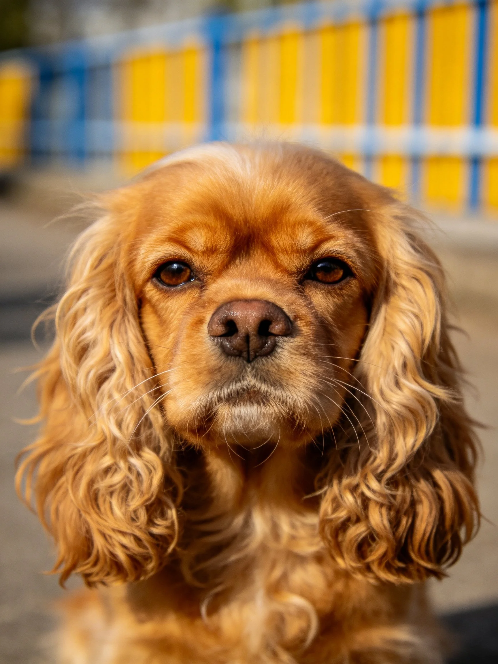 Golden spaniel with long, curly ears near yellow-blue structure
