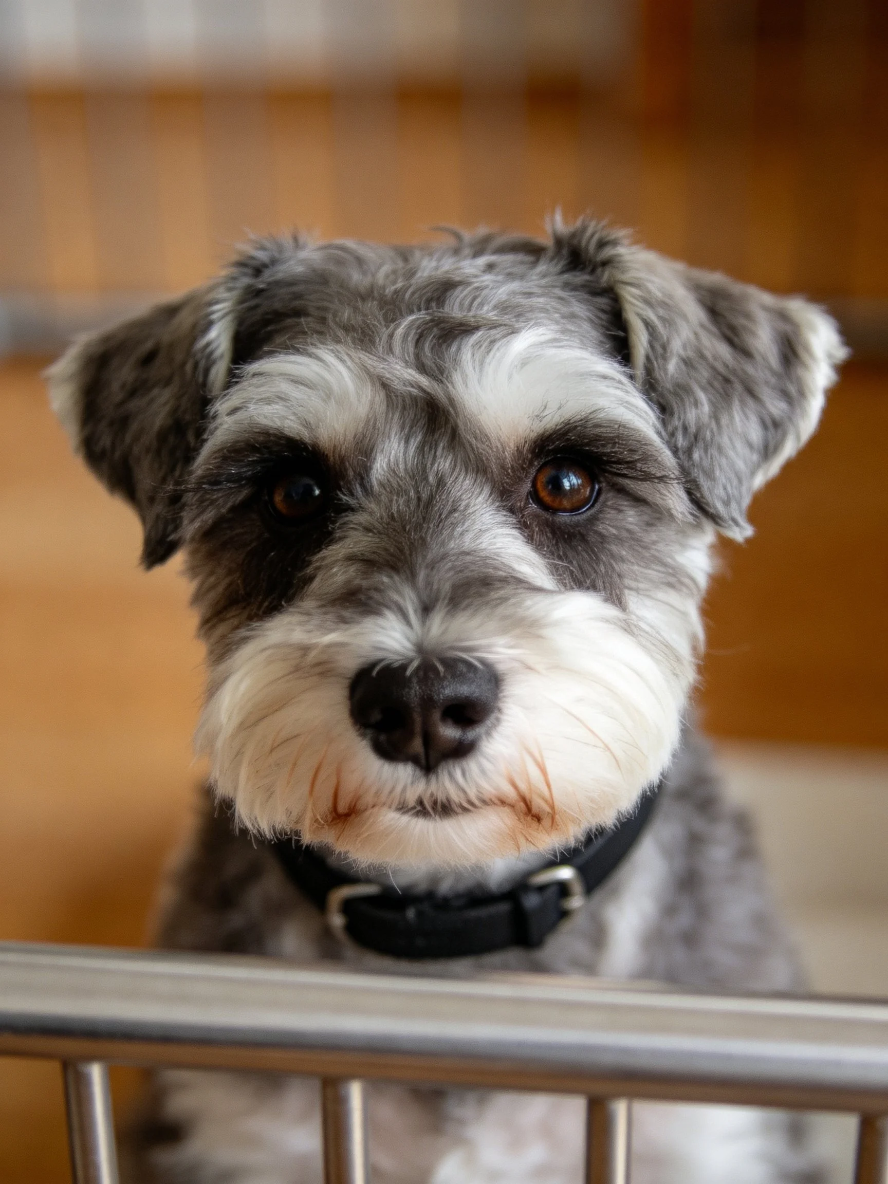 A gray and white Schnauzer with a black collar sits near a metal railing.
