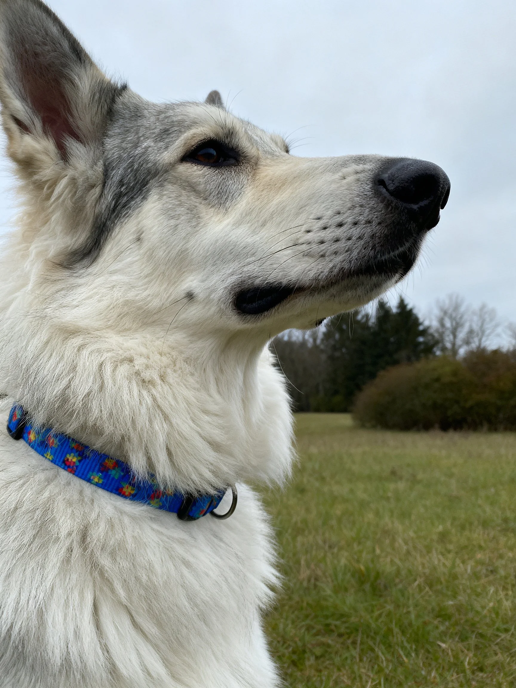 A gray and white dog with a blue collar is in an outdoor grassy area.
