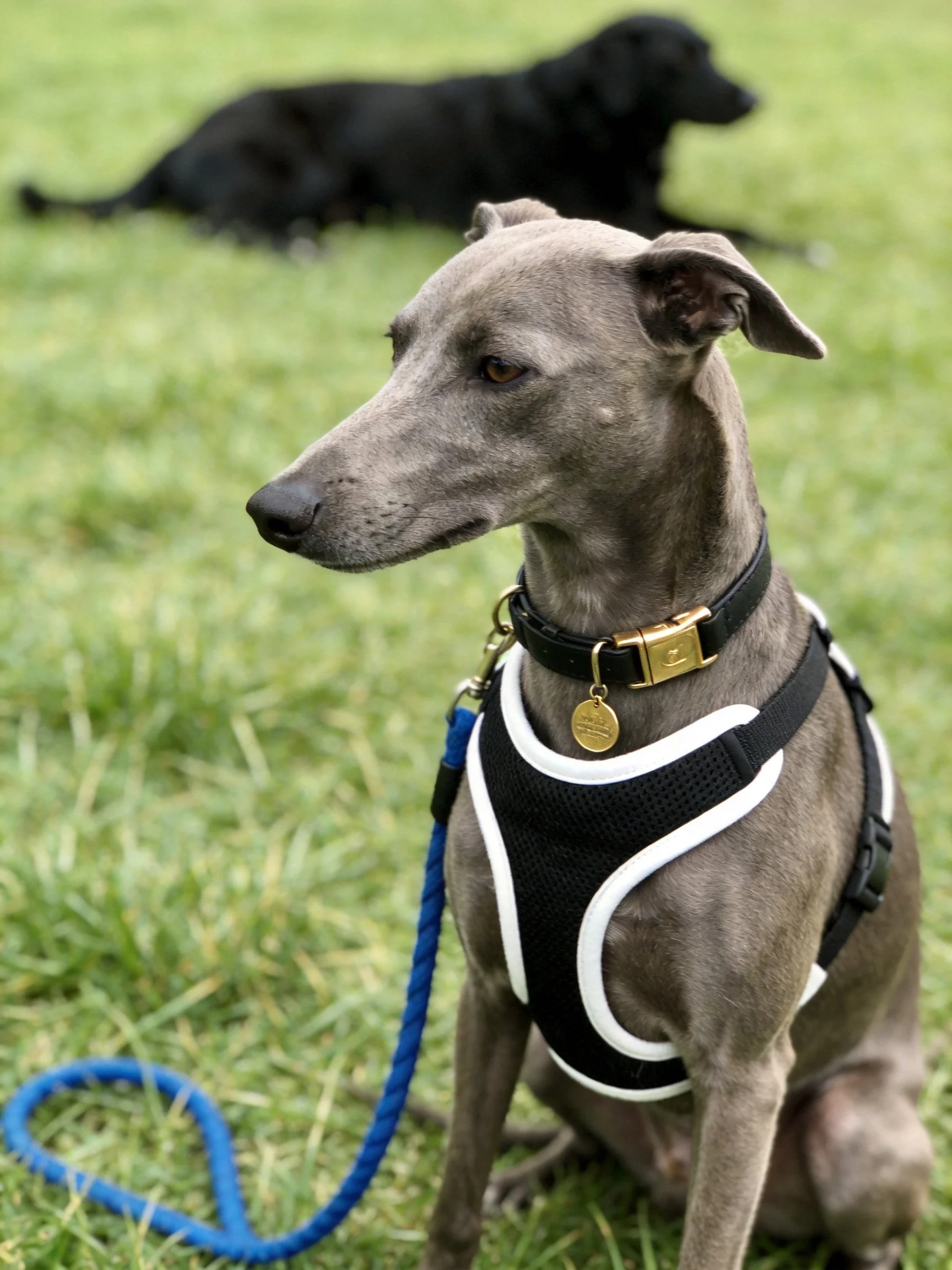 A gray dog in a harness sits outdoors near a resting black dog.