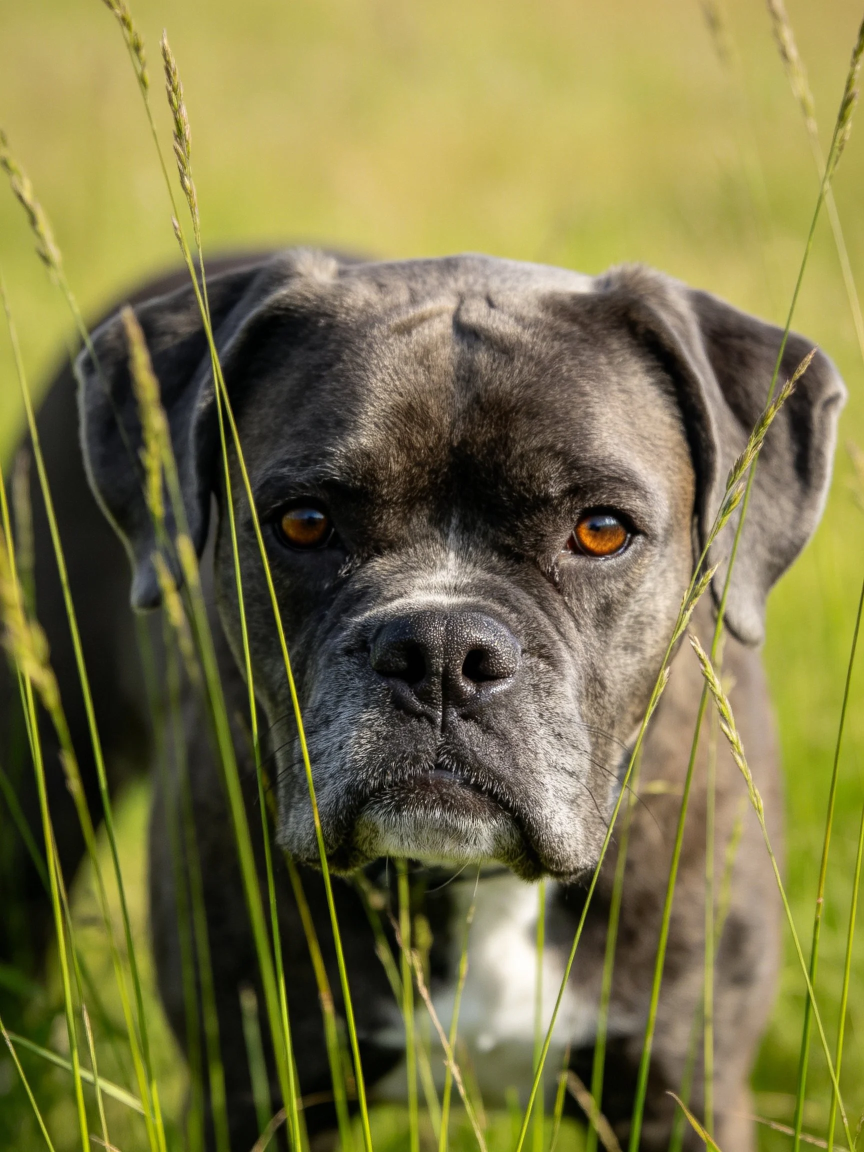 Gray dog with amber eyes in tall green grass