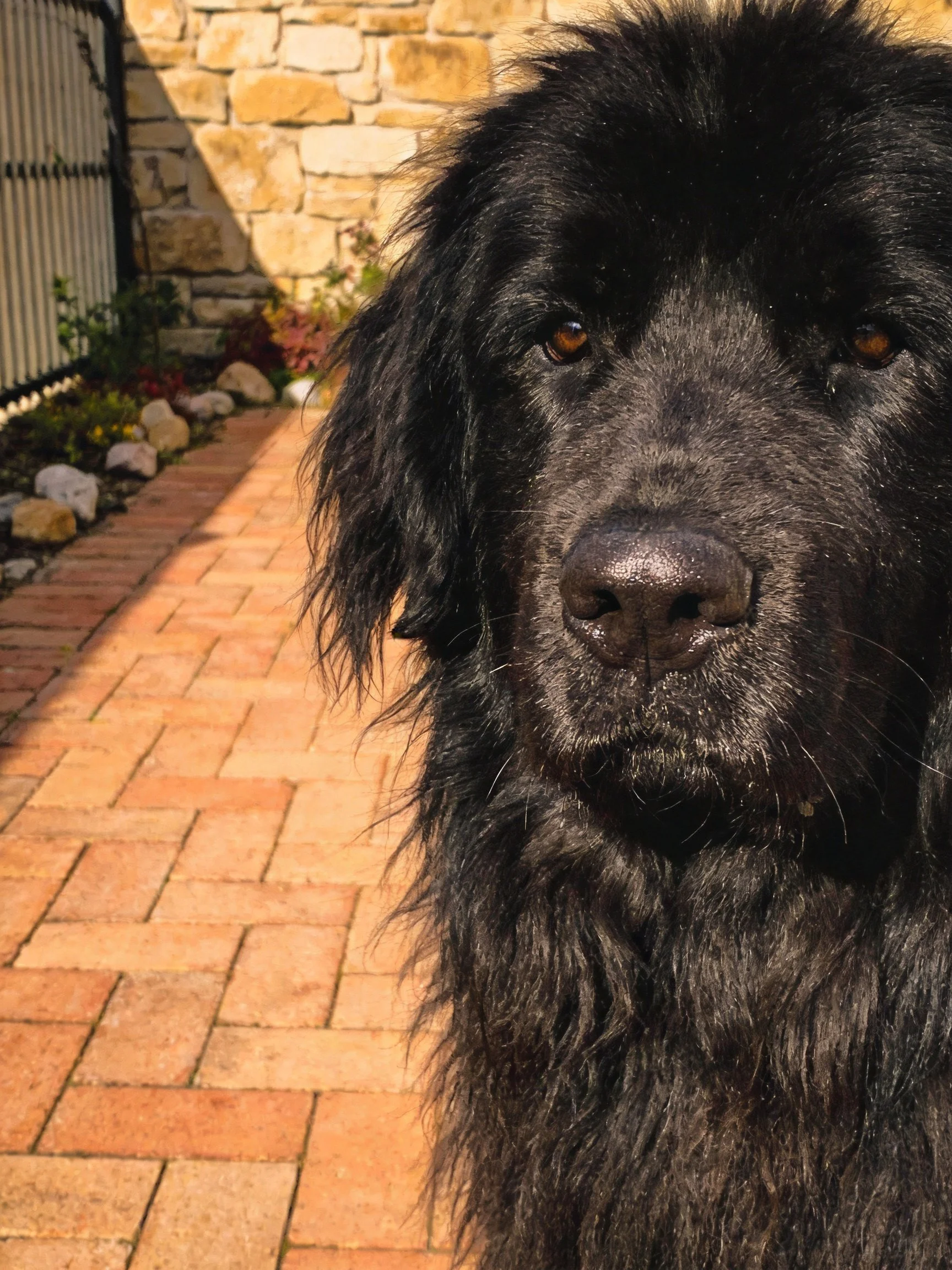 A large black dog stands near a stone wall and brick pathway.