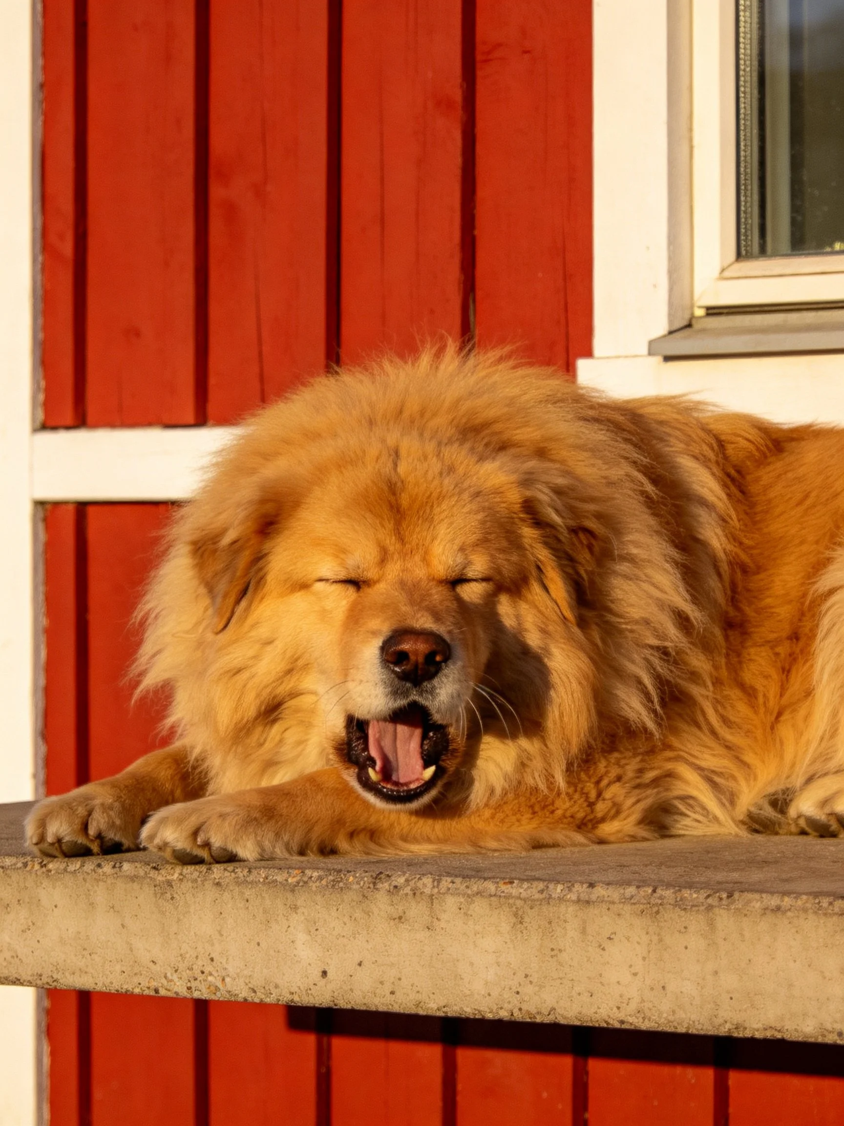 A large golden dog relaxes on a concrete ledge with eyes closed, near a red wooden wall.