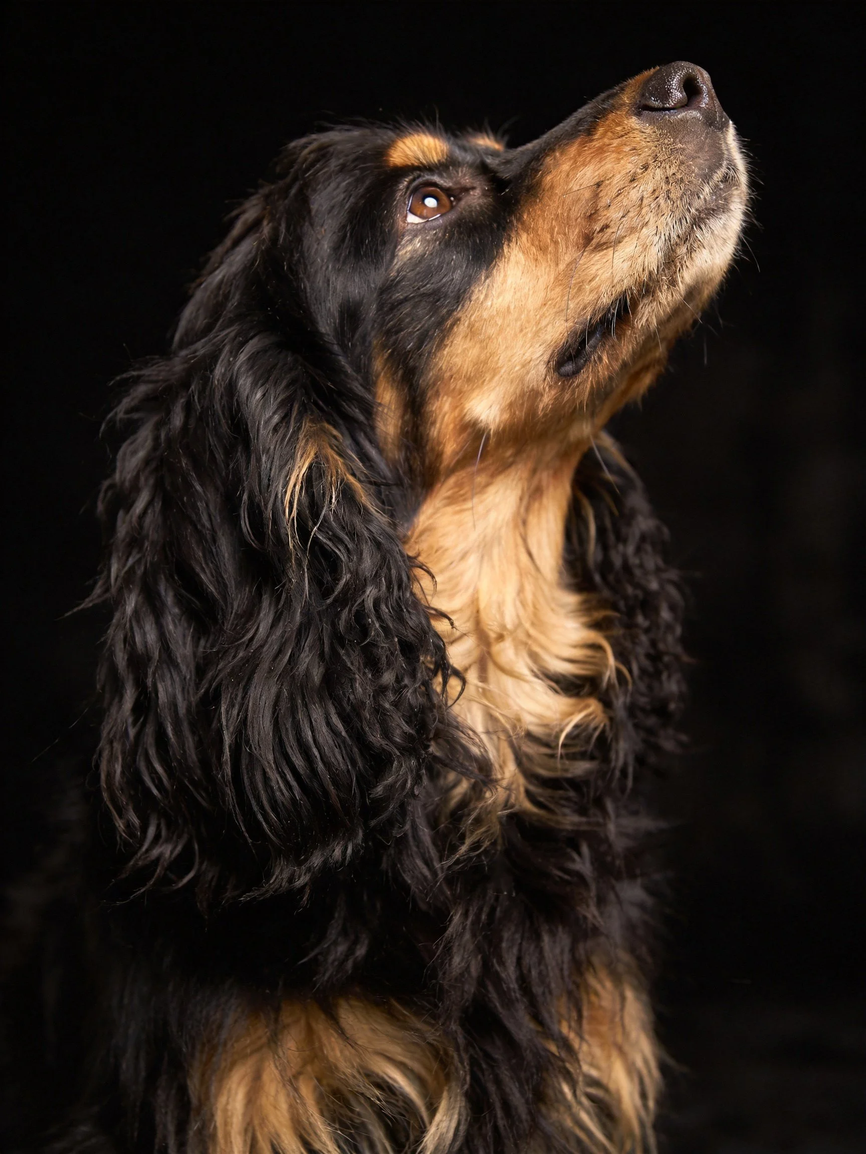 Black and tan dog with long fur looks upward in a dark setting