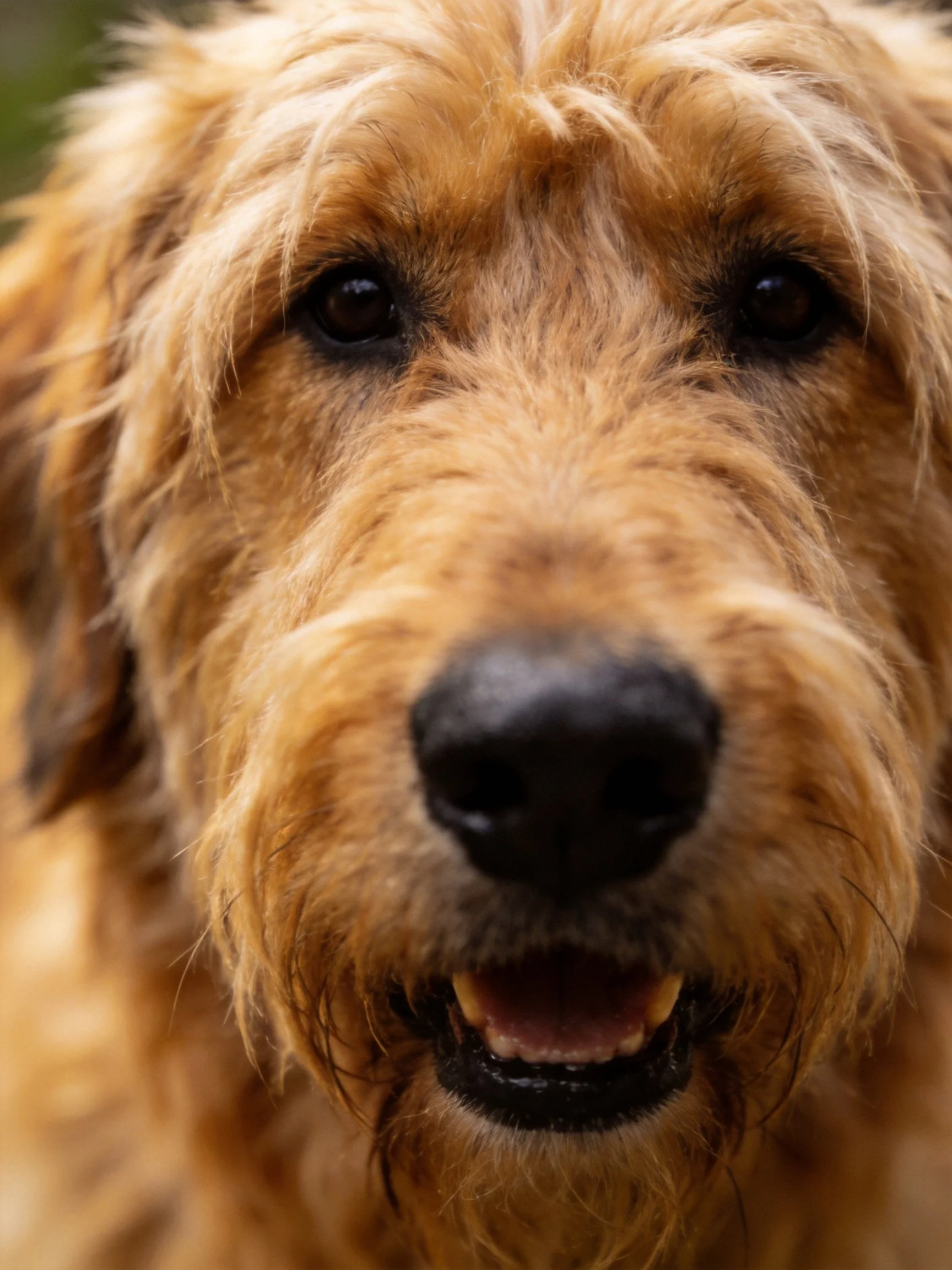 Close-up of a golden-furred dog with a black nose and open mouth
