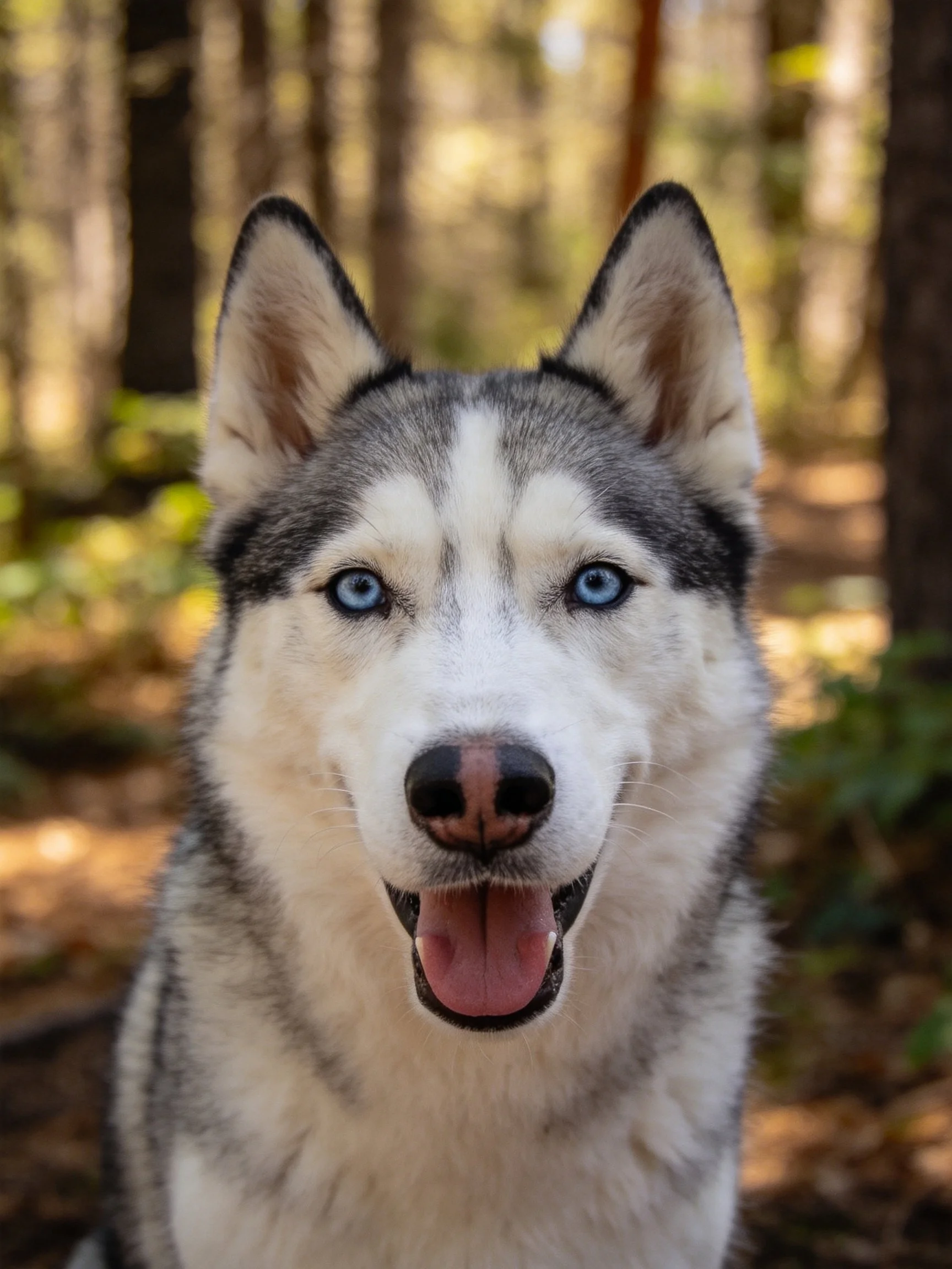 A Siberian Husky with bright blue eyes is pictured in a sunlit forest.