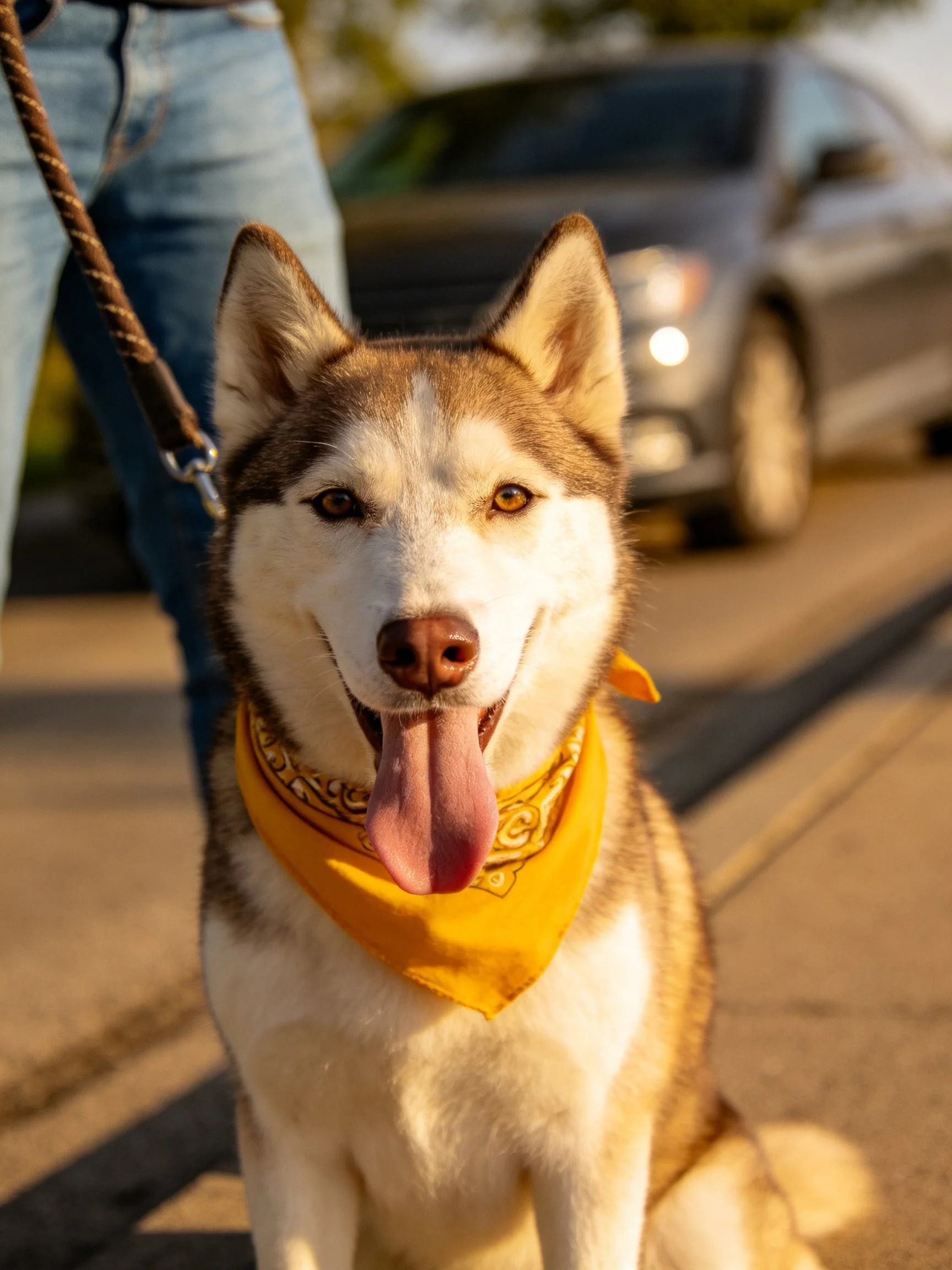 Siberian Husky with yellow bandana sits on sidewalk next to a person.
