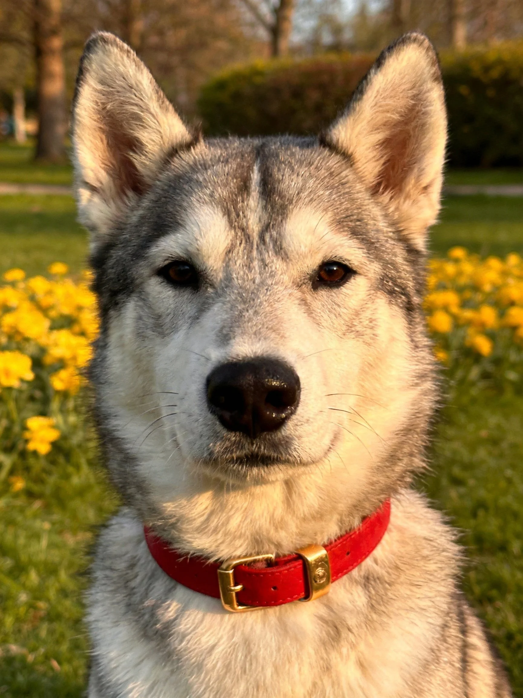 A Siberian husky with a red collar is positioned near yellow flowers in a grassy outdoor area.
