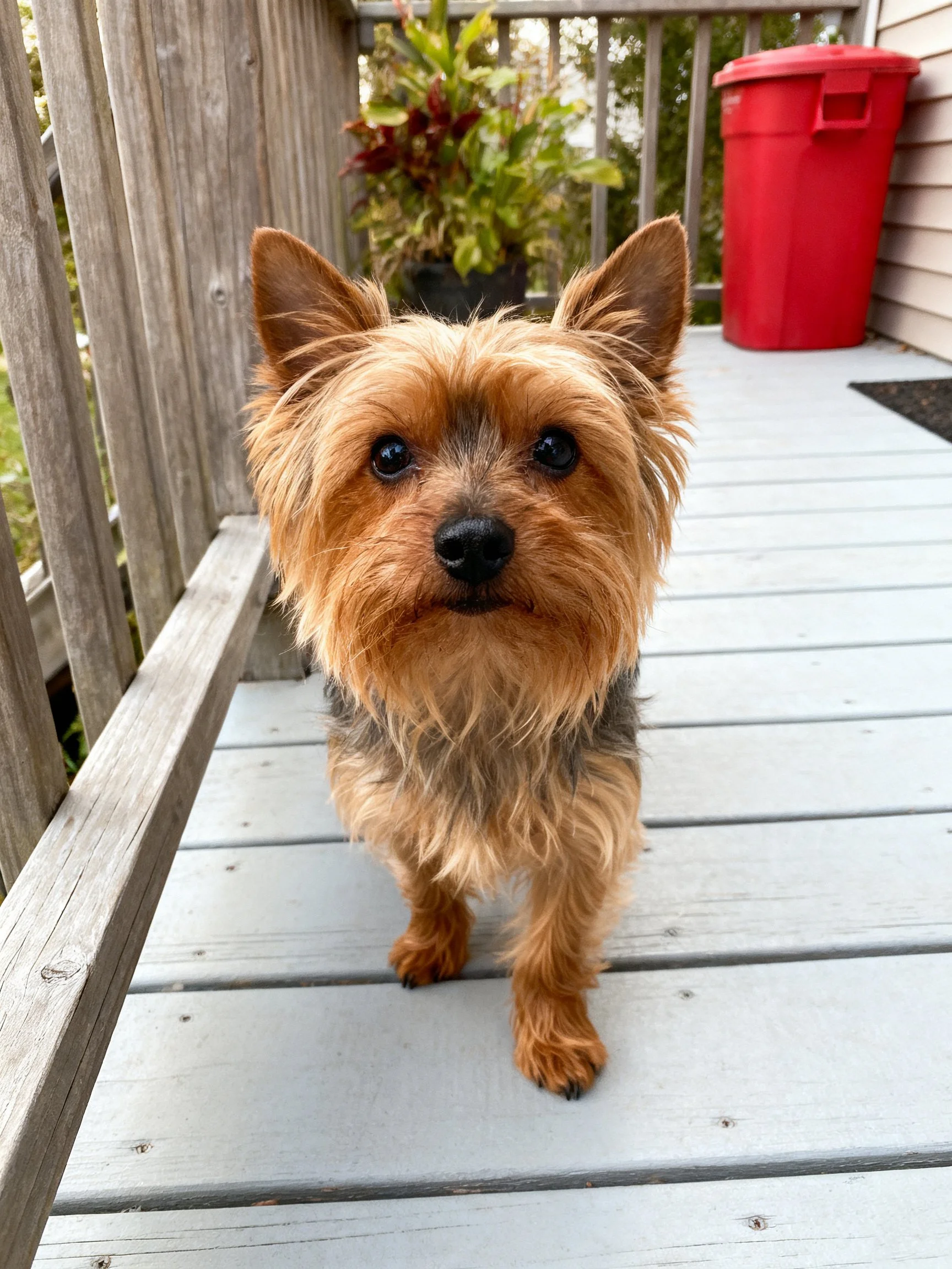 A small brown dog stands on a wooden deck with a red container in the background.