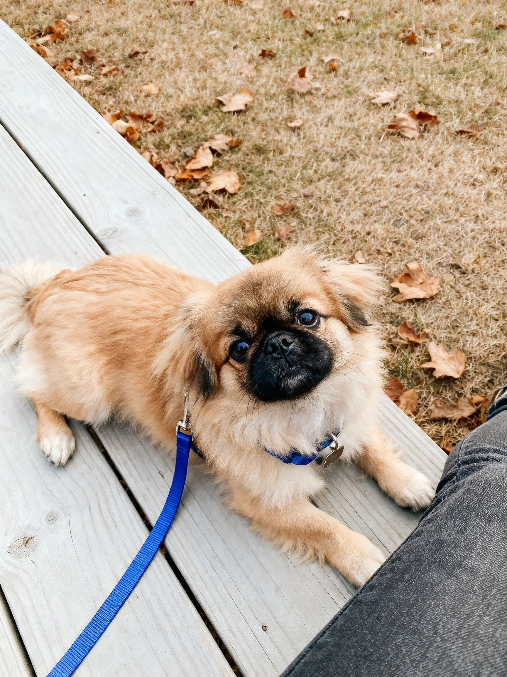 Small tan and black dog resting on wooden deck with blue leash