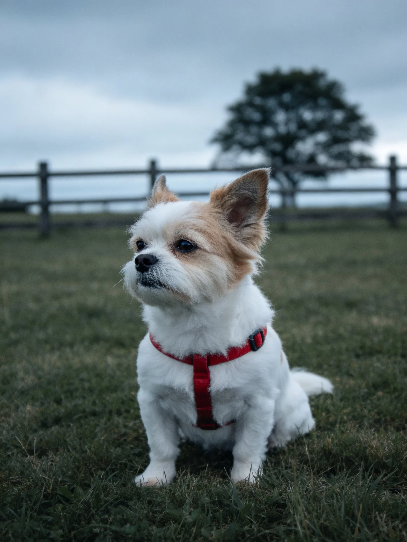 A small dog with a red harness sits on grass near a wooden fence.