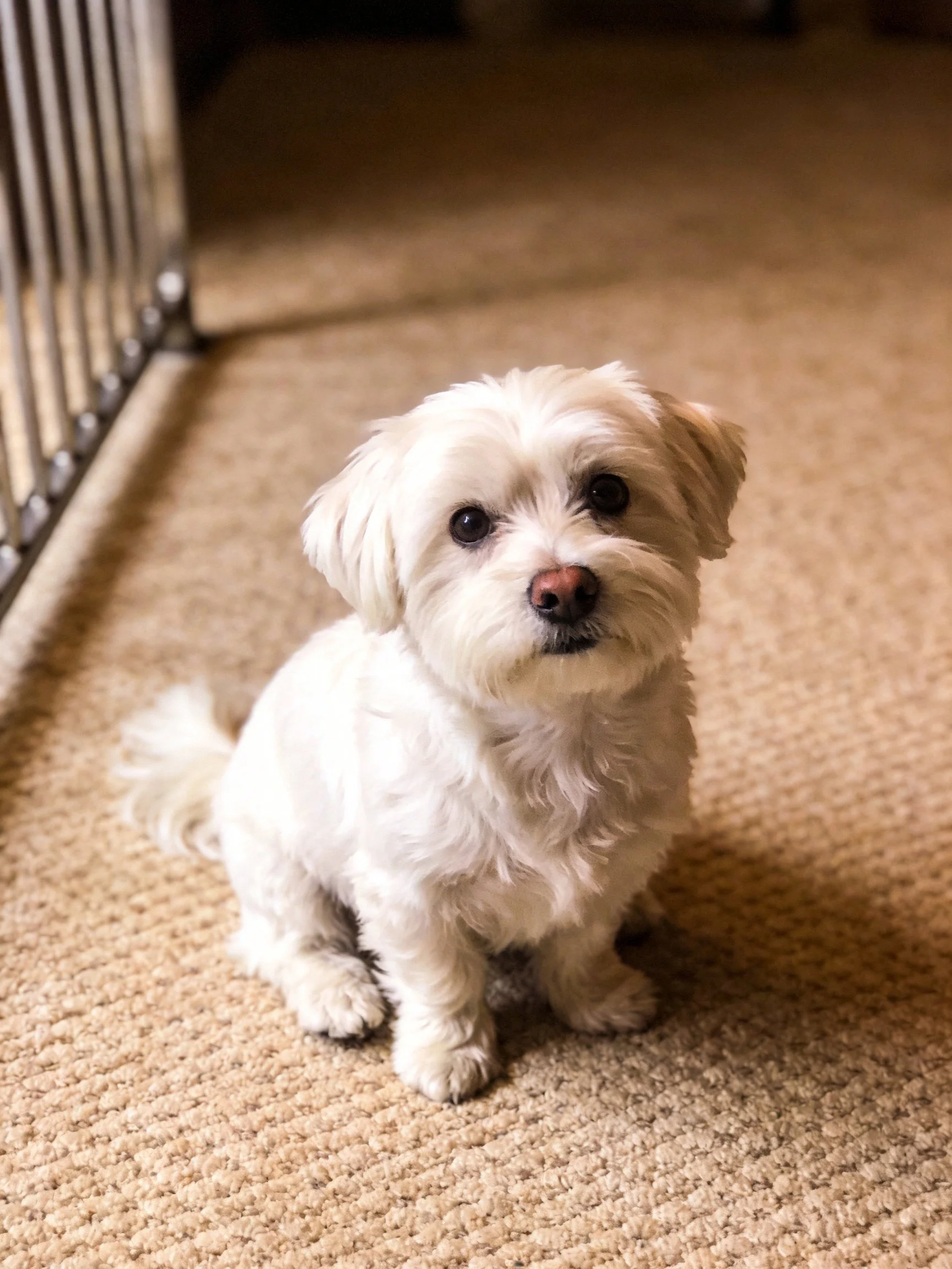 A small white dog sits calmly on a beige carpet near a metal structure.