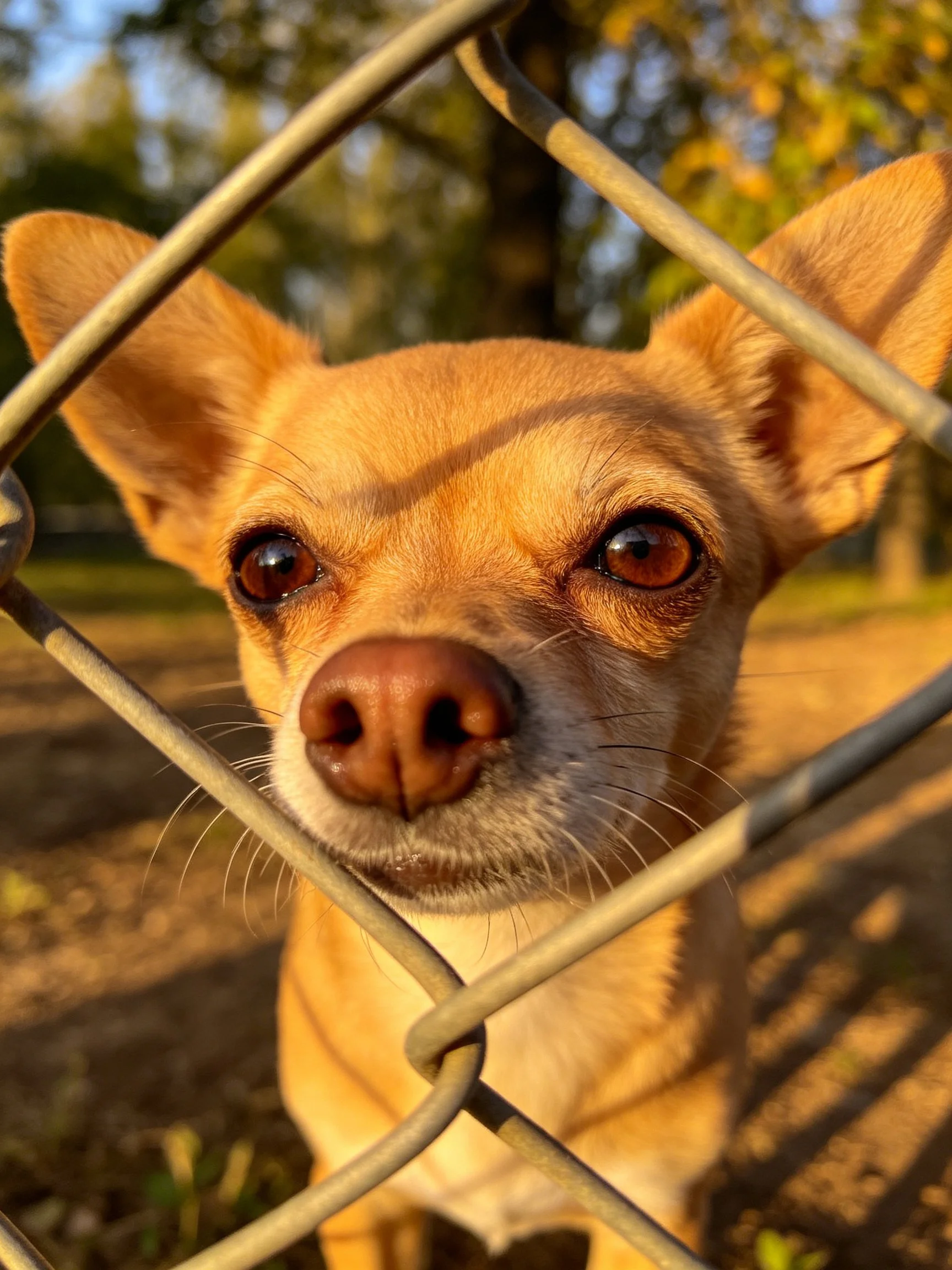 A tan Chihuahua looks directly at the camera through a chain-link fence in an outdoor setting.
