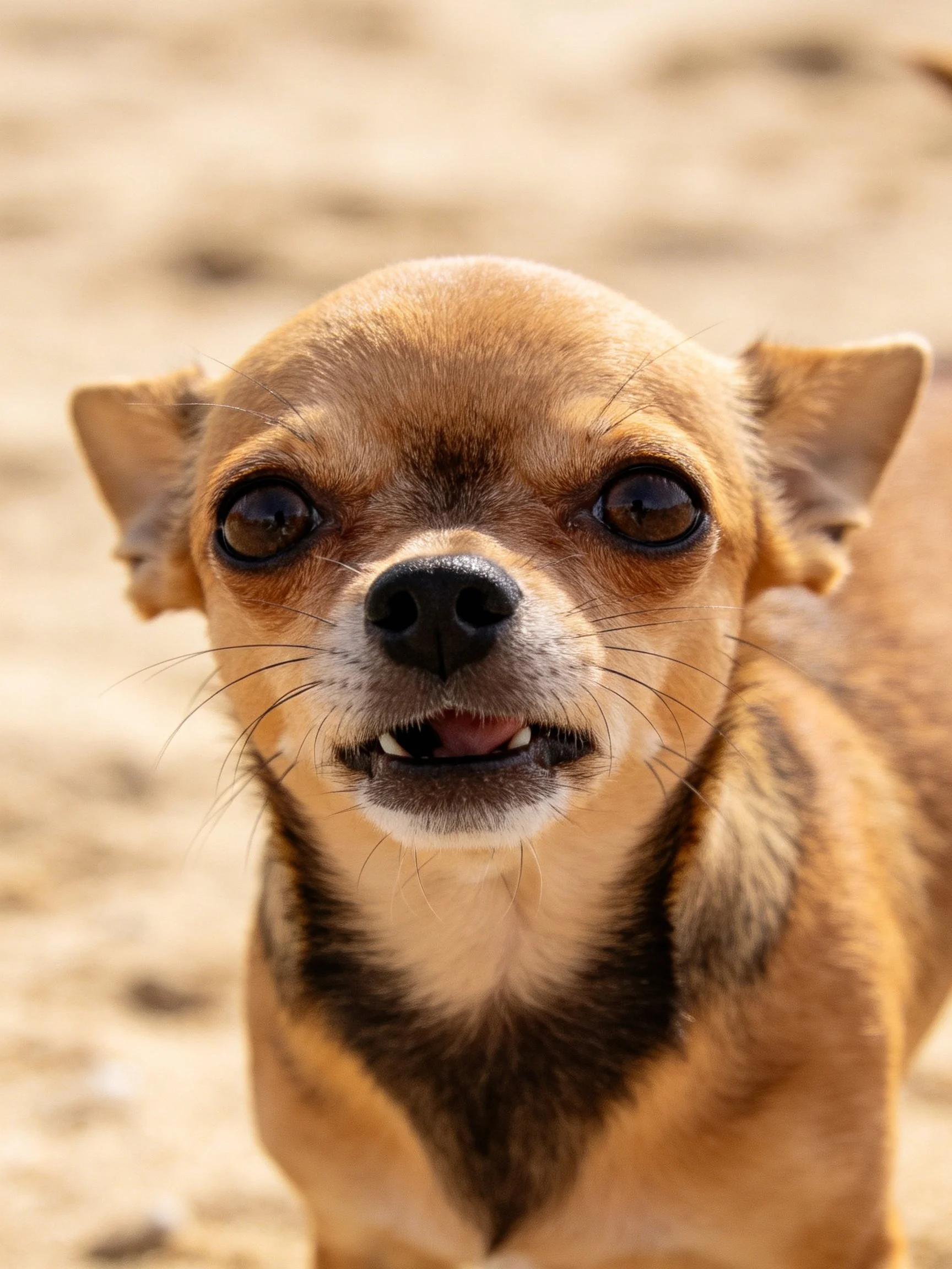 Close-up of a tan Chihuahua with expressive features against a blurred sandy backdrop.