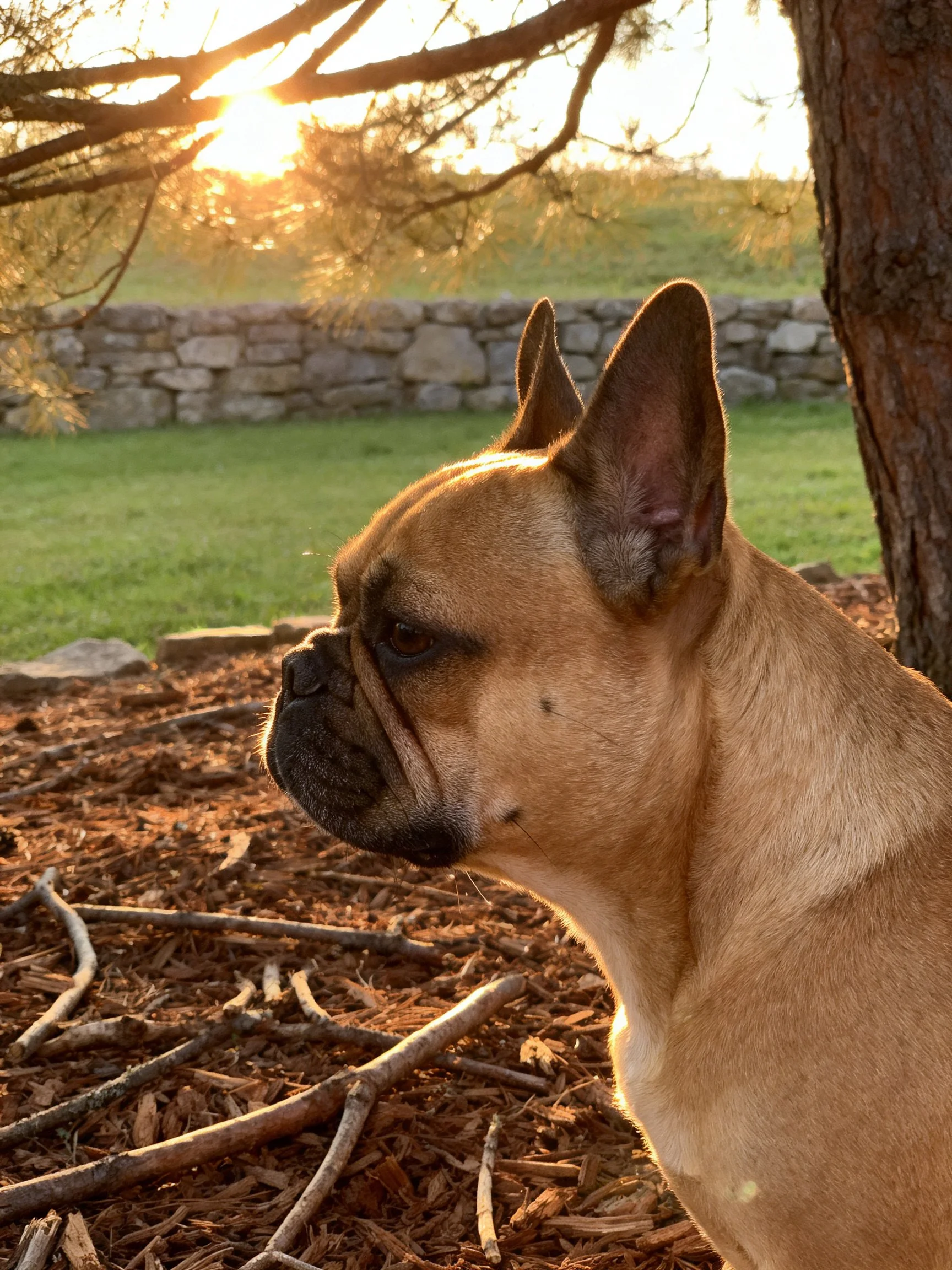 A tan French bulldog stands near a tree and mulch under a golden sunset.