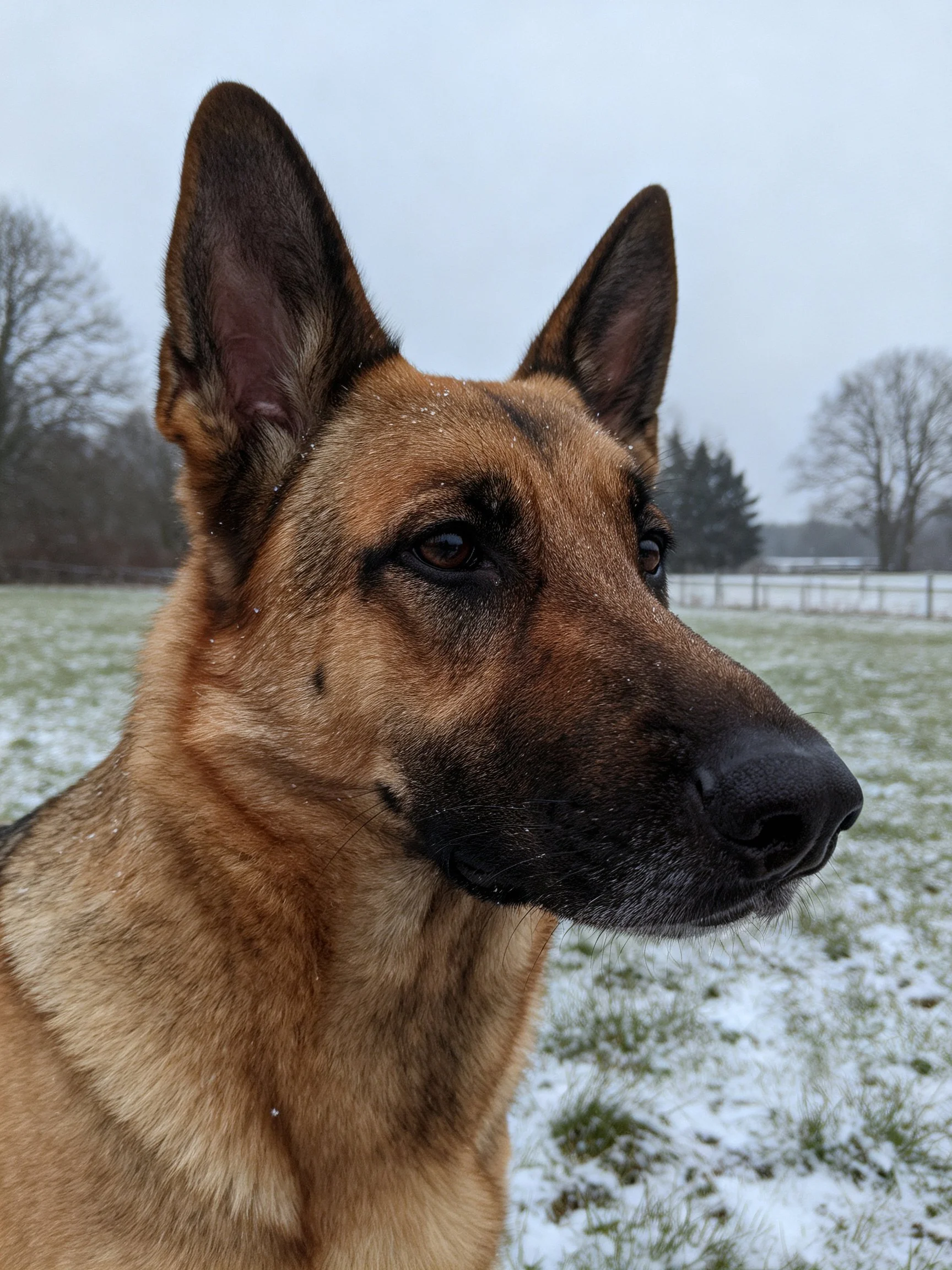 German Shepherd stands alert in snowy field near trees.