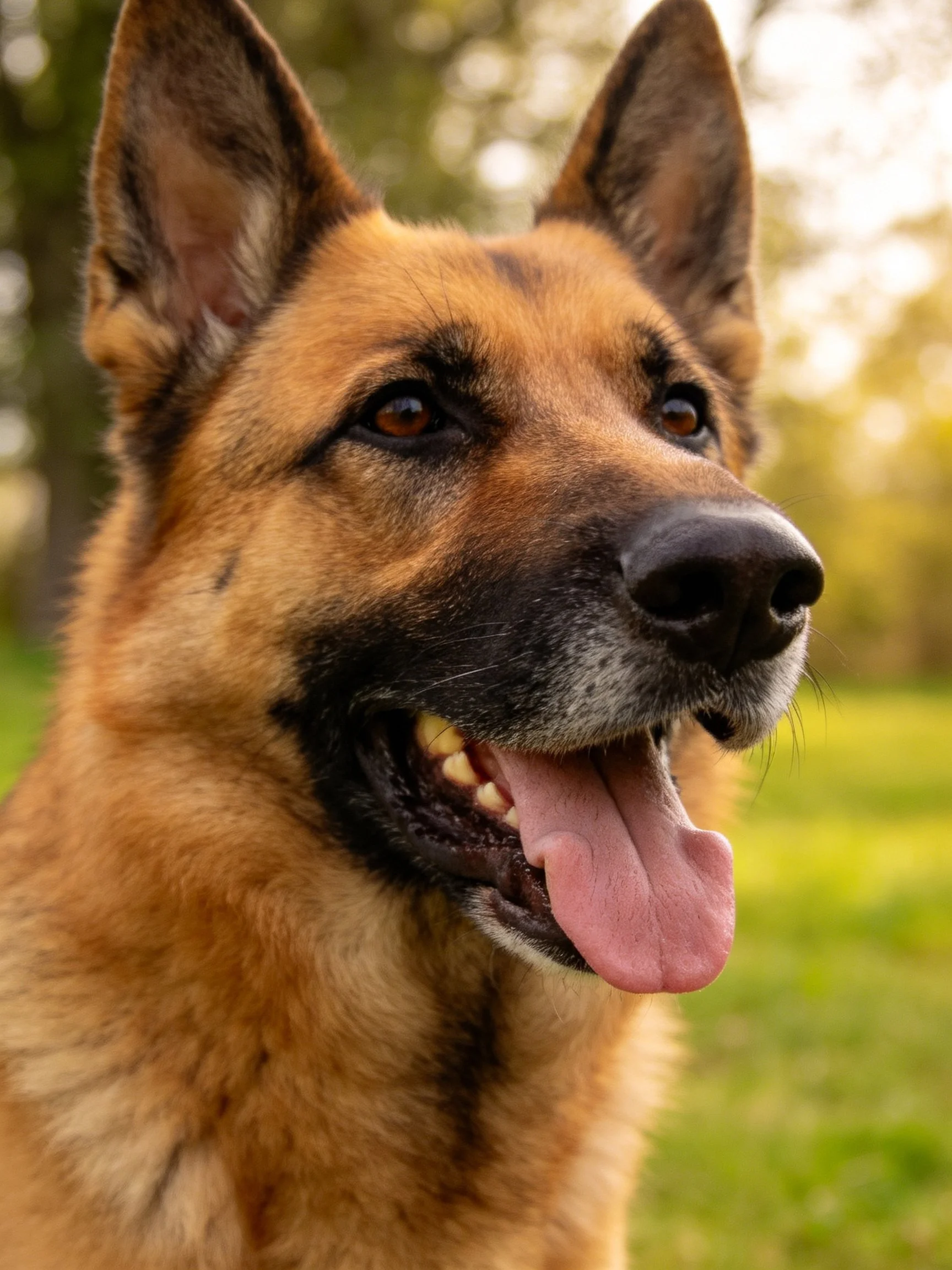A German Shepherd displays a content expression while outdoors.