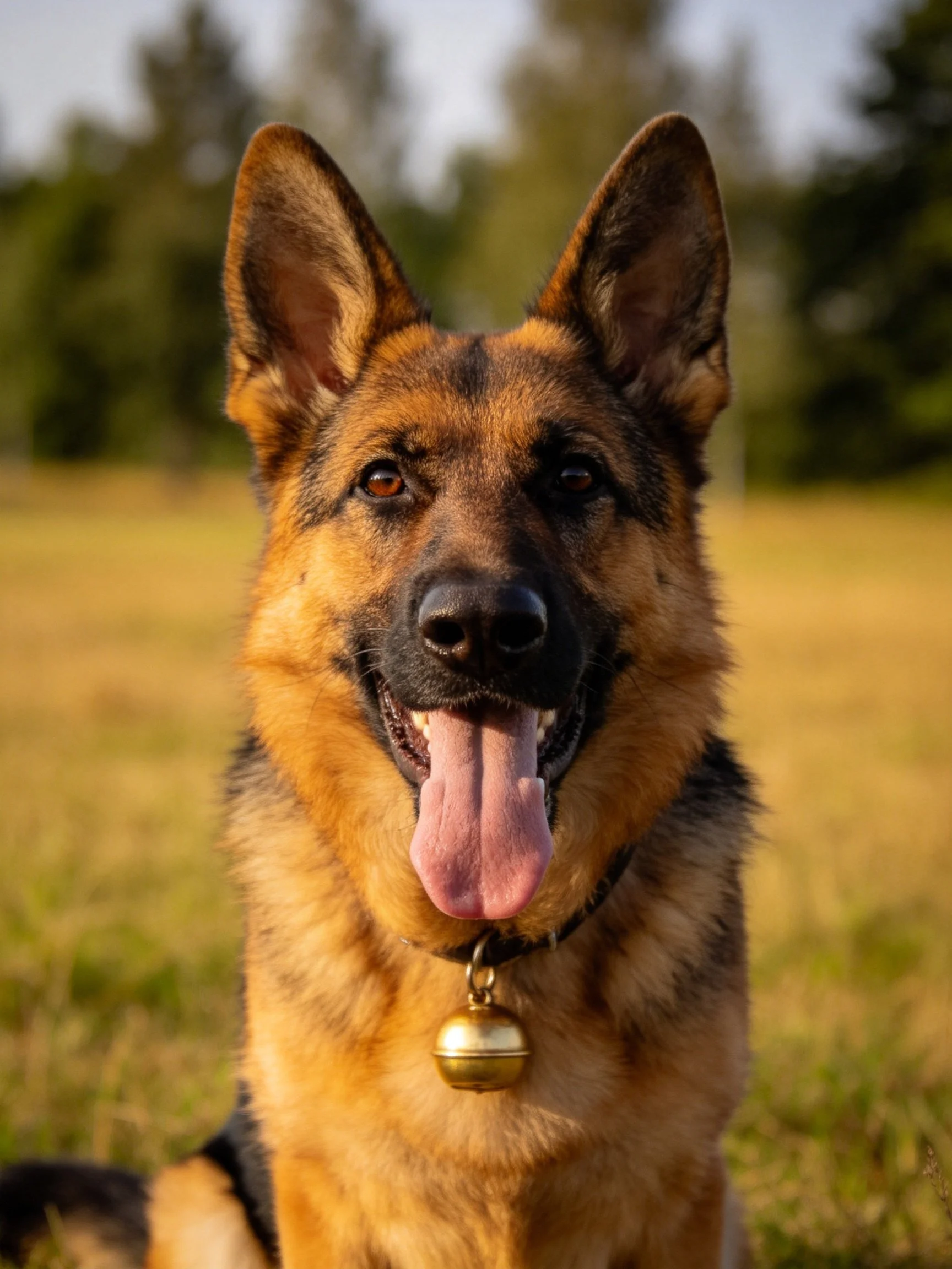 Tan and black German Shepherd relaxes in a sunlit open field.