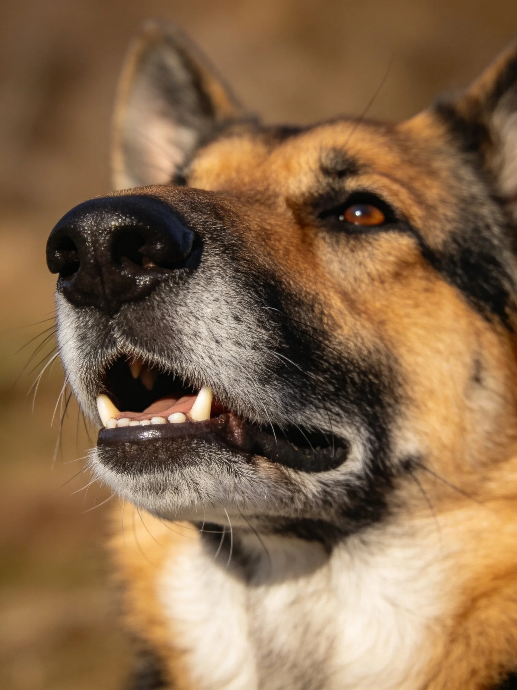 A German Shepherd with tan and black fur displays its teeth in an outdoor scene.