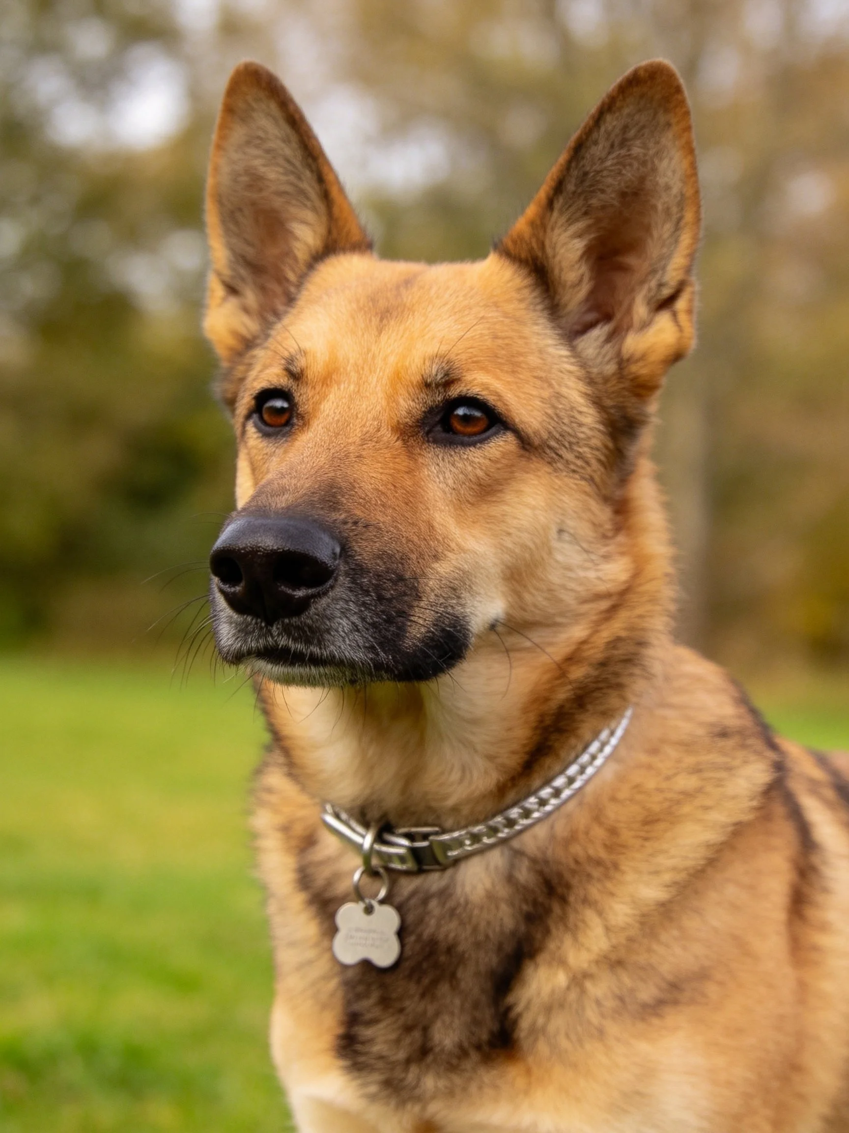 A German Shepherd with tan and black fur stands alert in an outdoor grassy area.