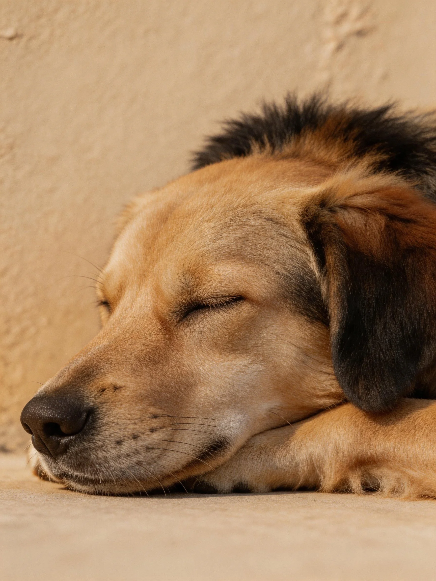 Tan and black dog sleeps soundly with closed eyes