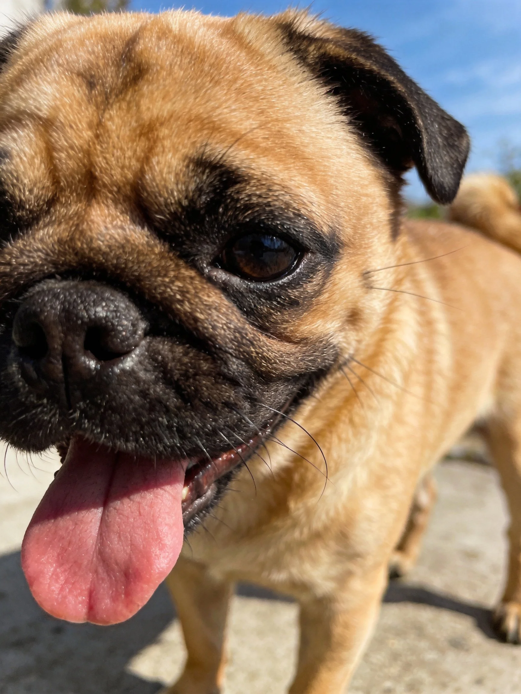 A tan and black pug dog pants happily in a sunny outdoor area.