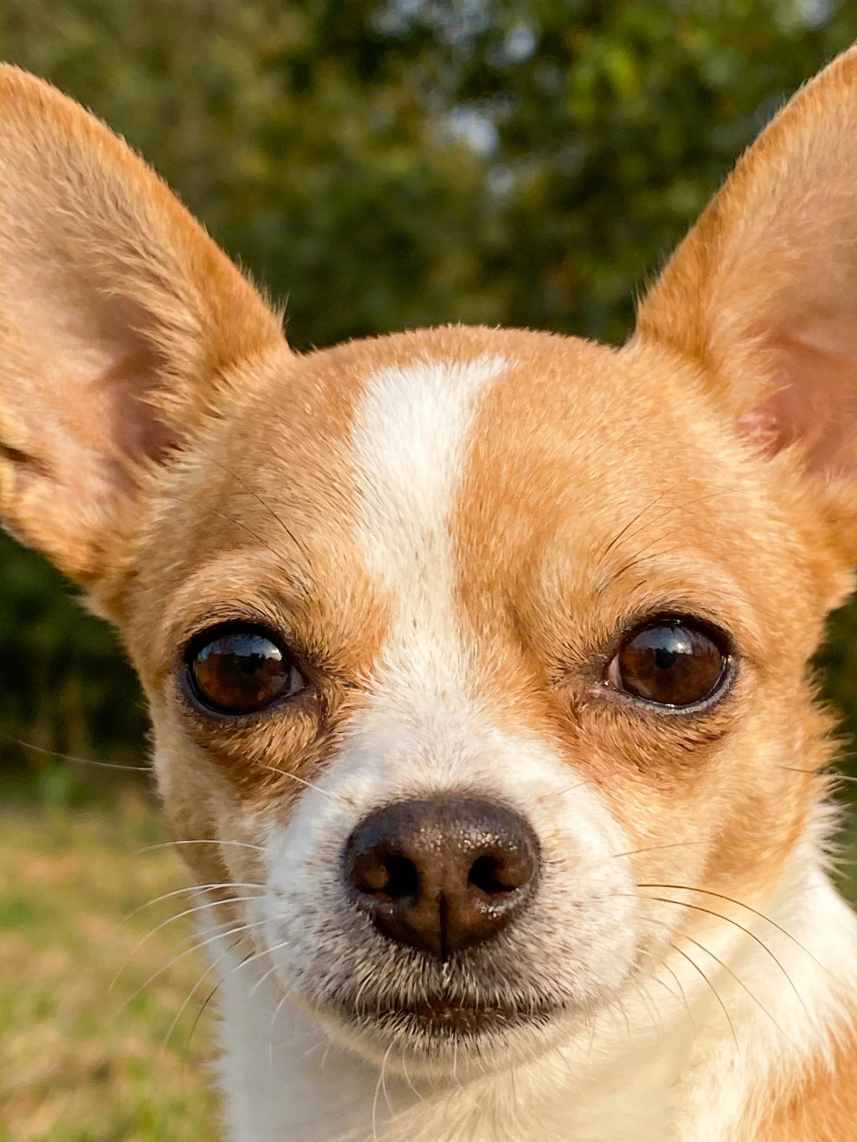 Tan and white Chihuahua with large ears in a natural outdoor setting