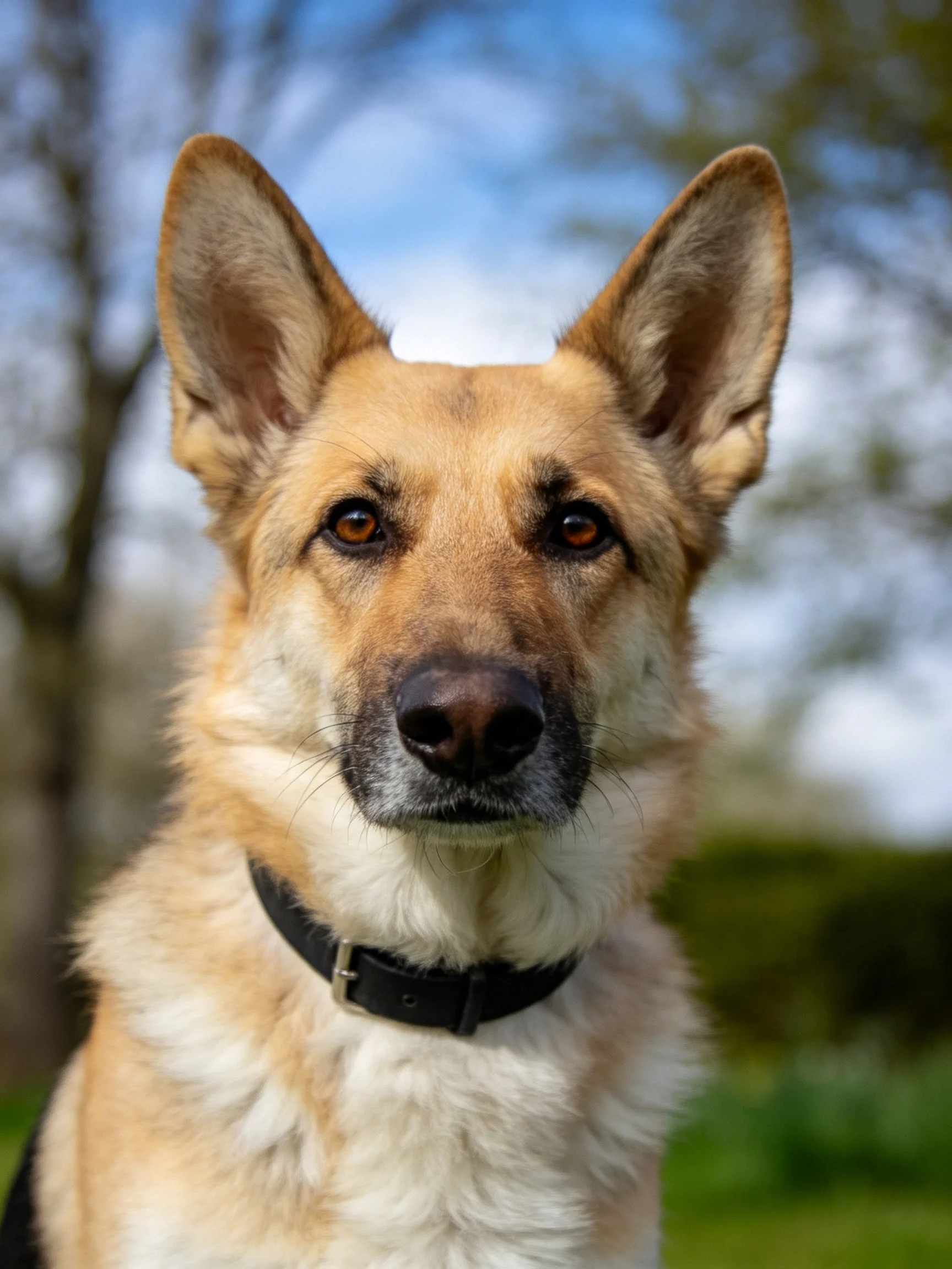 A tan and white German Shepherd stands outdoors near blurred trees and sky.