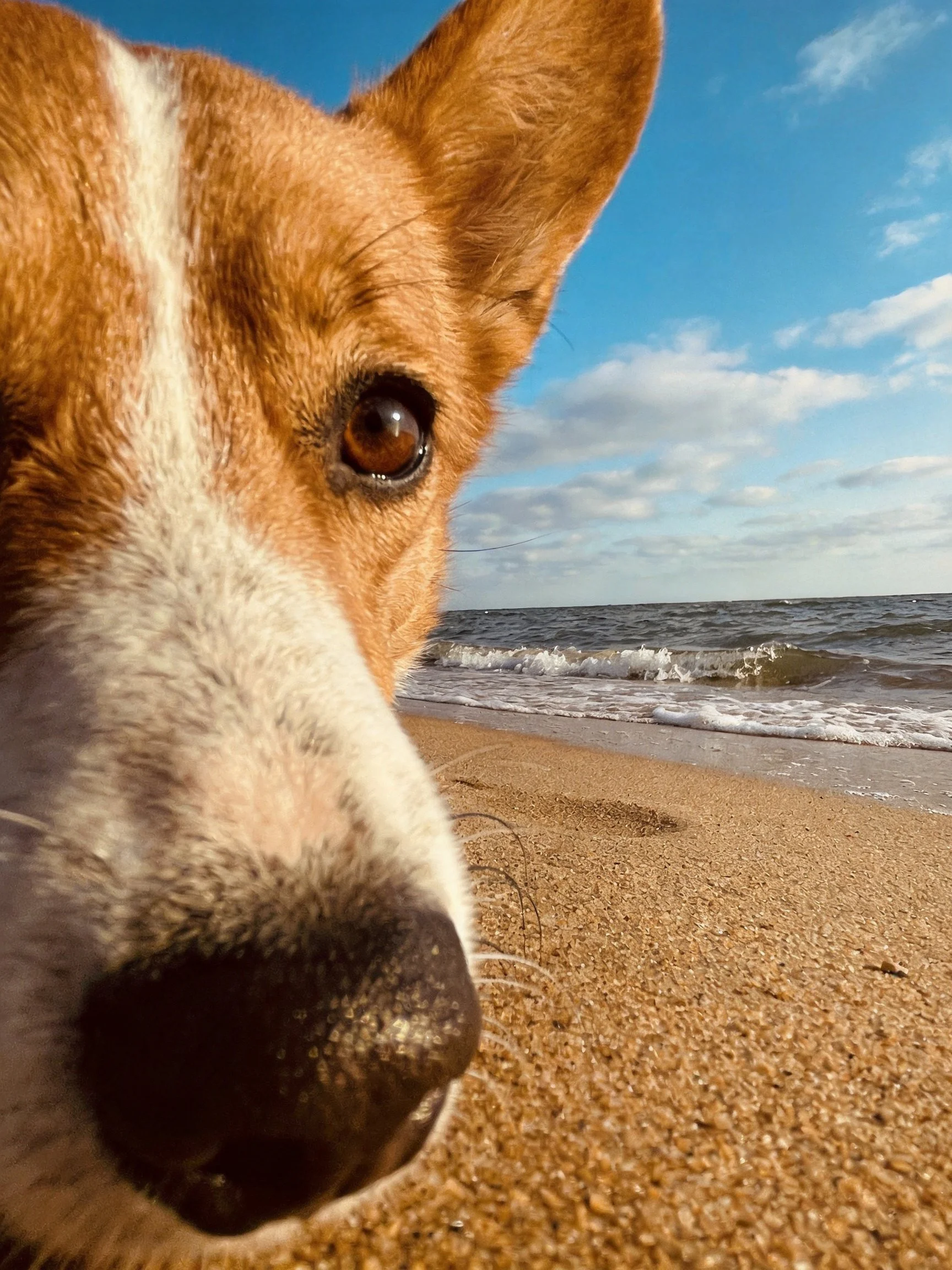 A tan and white dog is shown close - up on a sandy beach near the ocean.