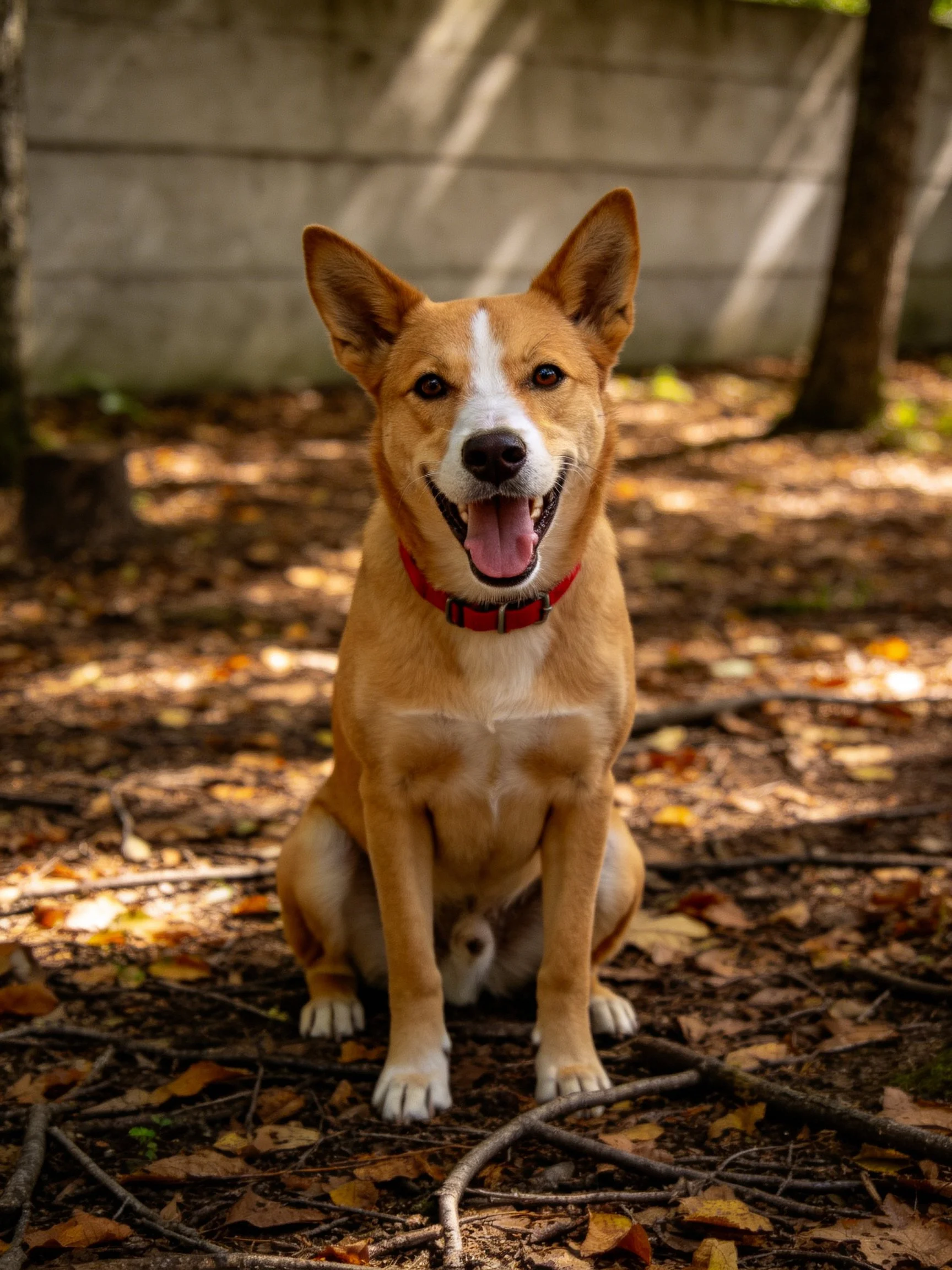 Tan and white dog sits happily amid autumn leaves
