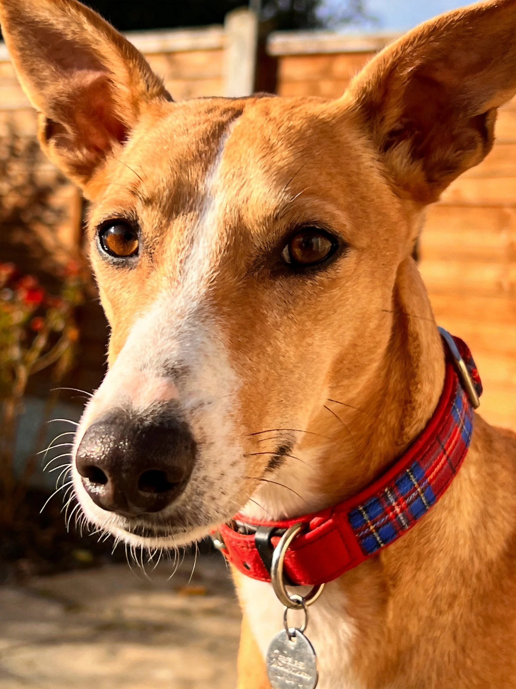 A tan and white dog with a red plaid collar is outdoors near a wooden structure.