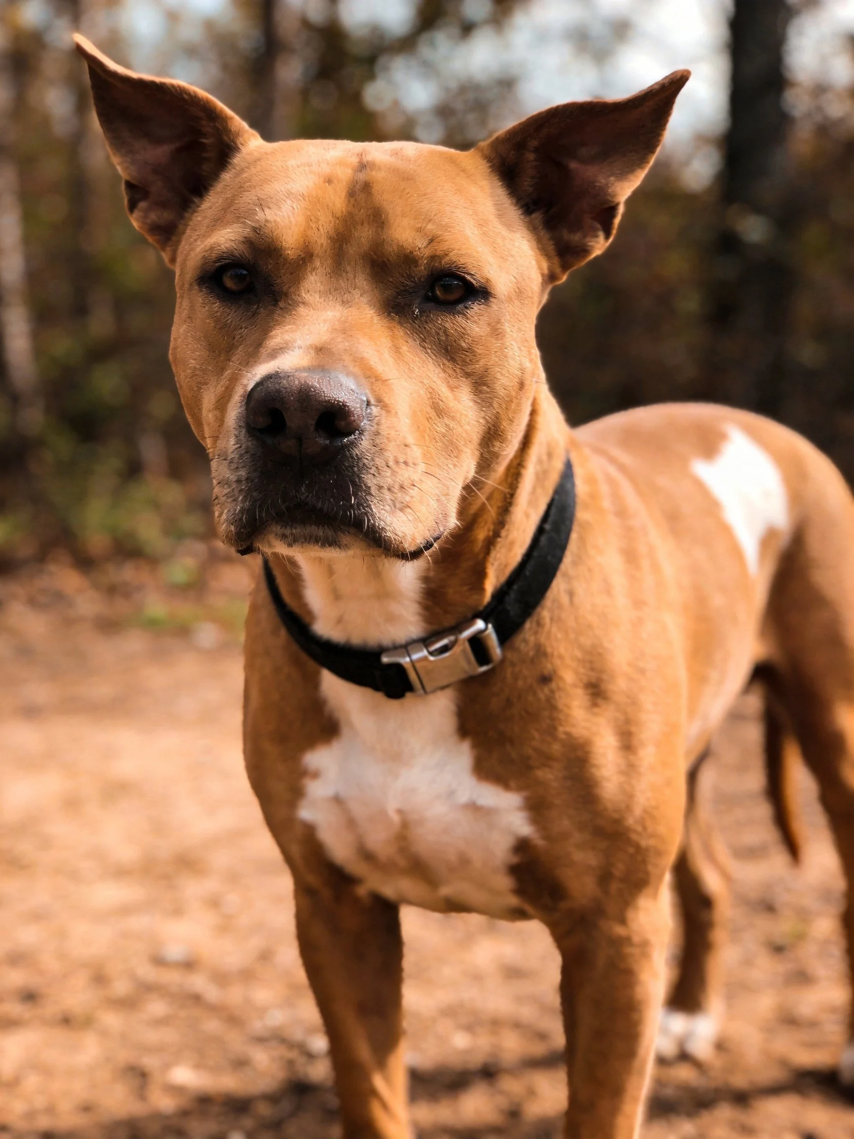 A tan and white dog with a black collar stands outdoors near trees.