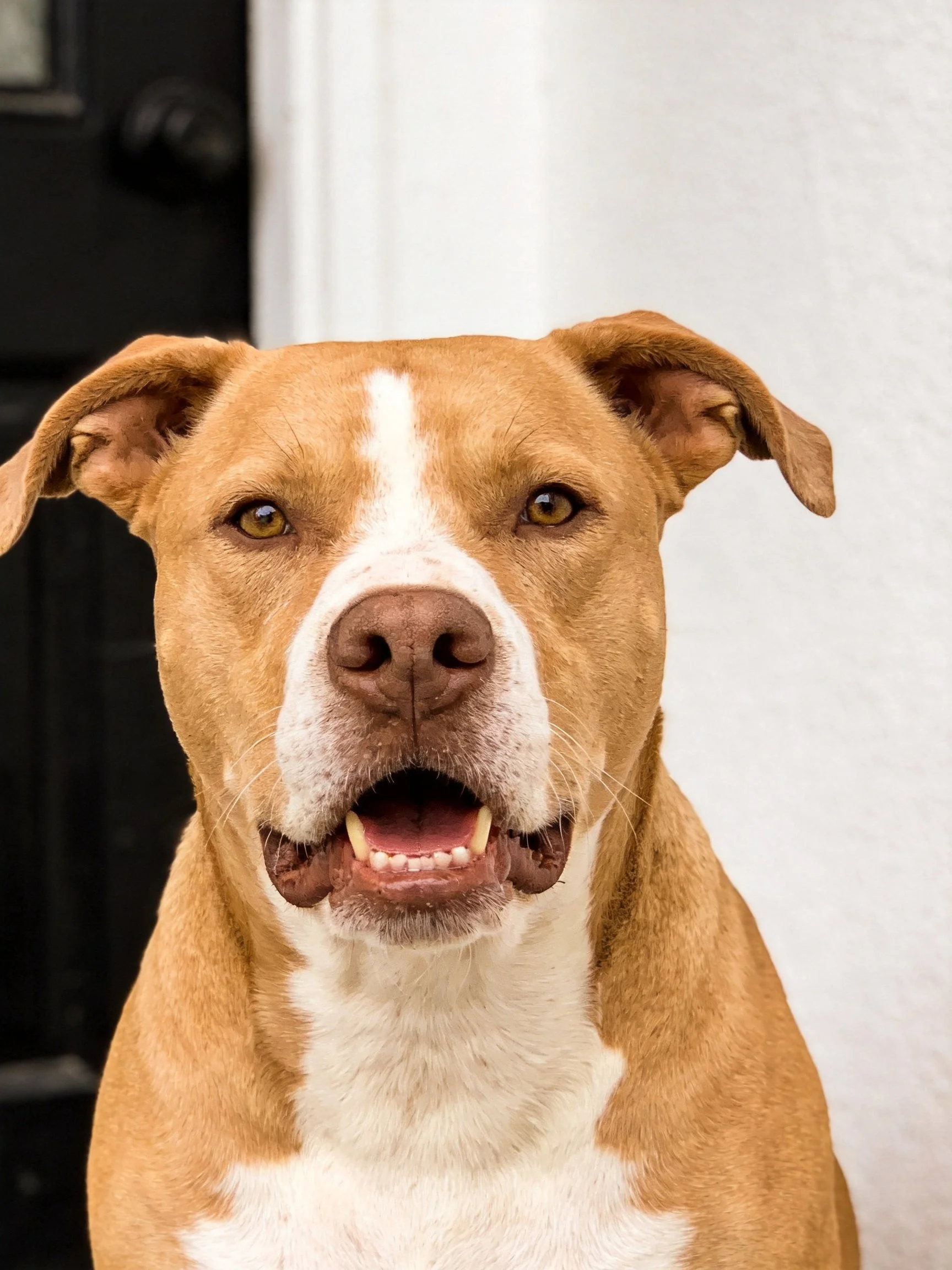 A tan and white dog with brown eyes stands near a black door.
