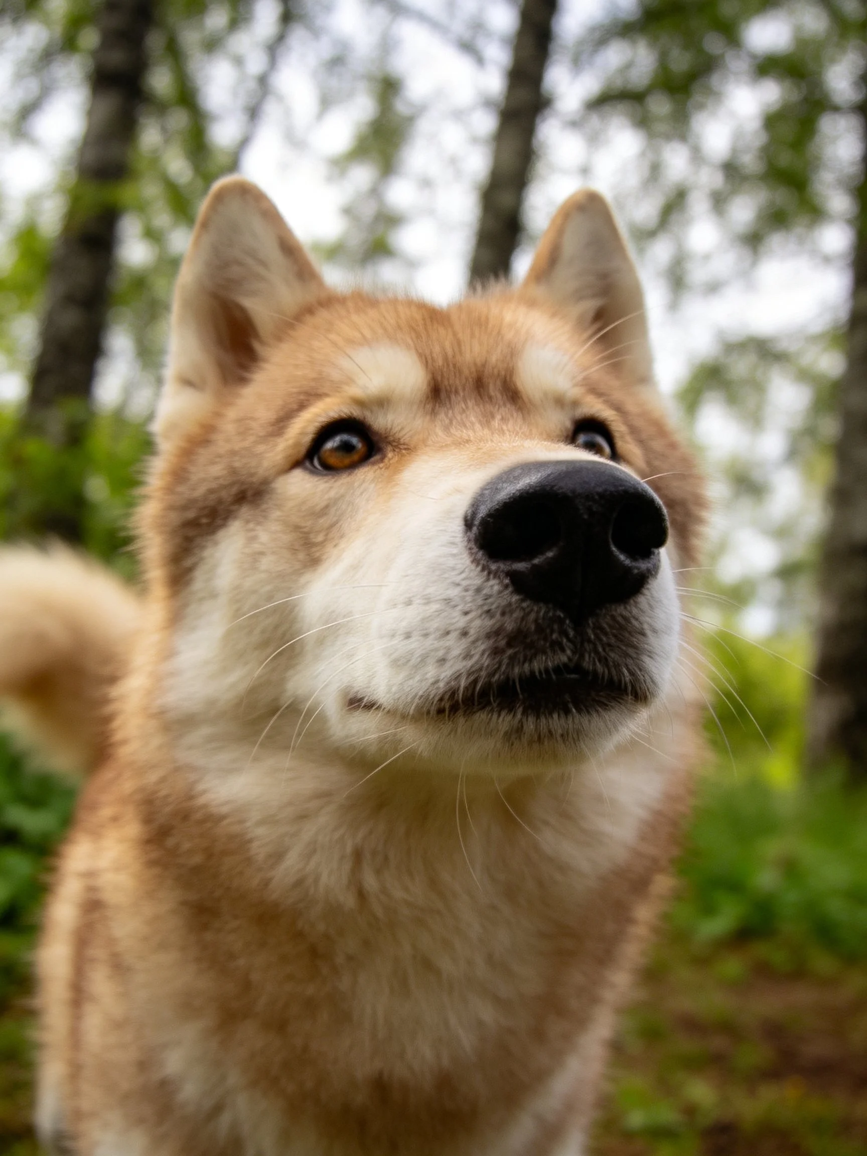 A tan and white dog gazes upward in a forest setting.